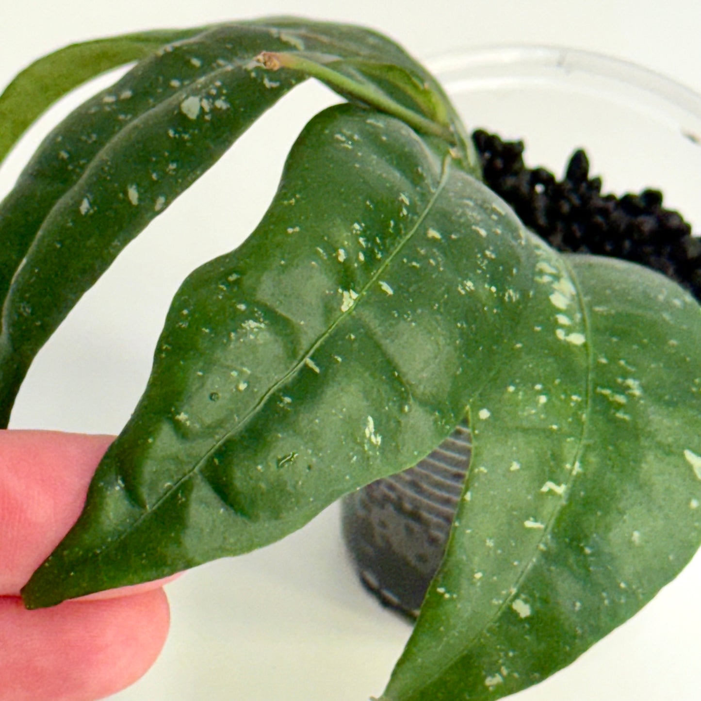 Hoya Amicabilis (splash)