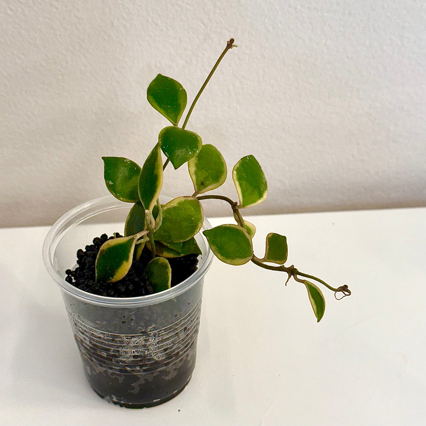 Hoya Bacoensis outer variegated (3 grow points)
