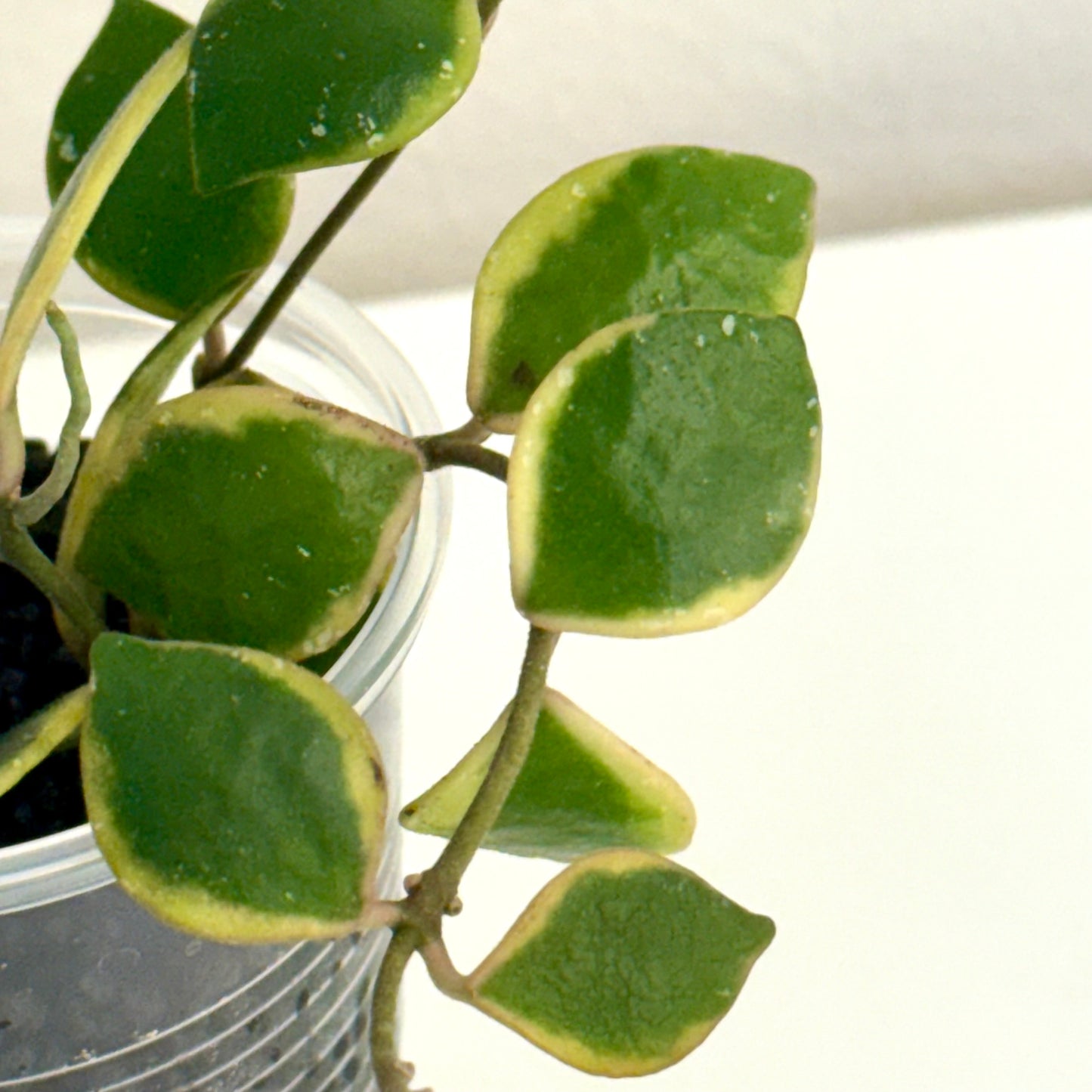 Hoya Bacoensis outer variegated (3 grow points)