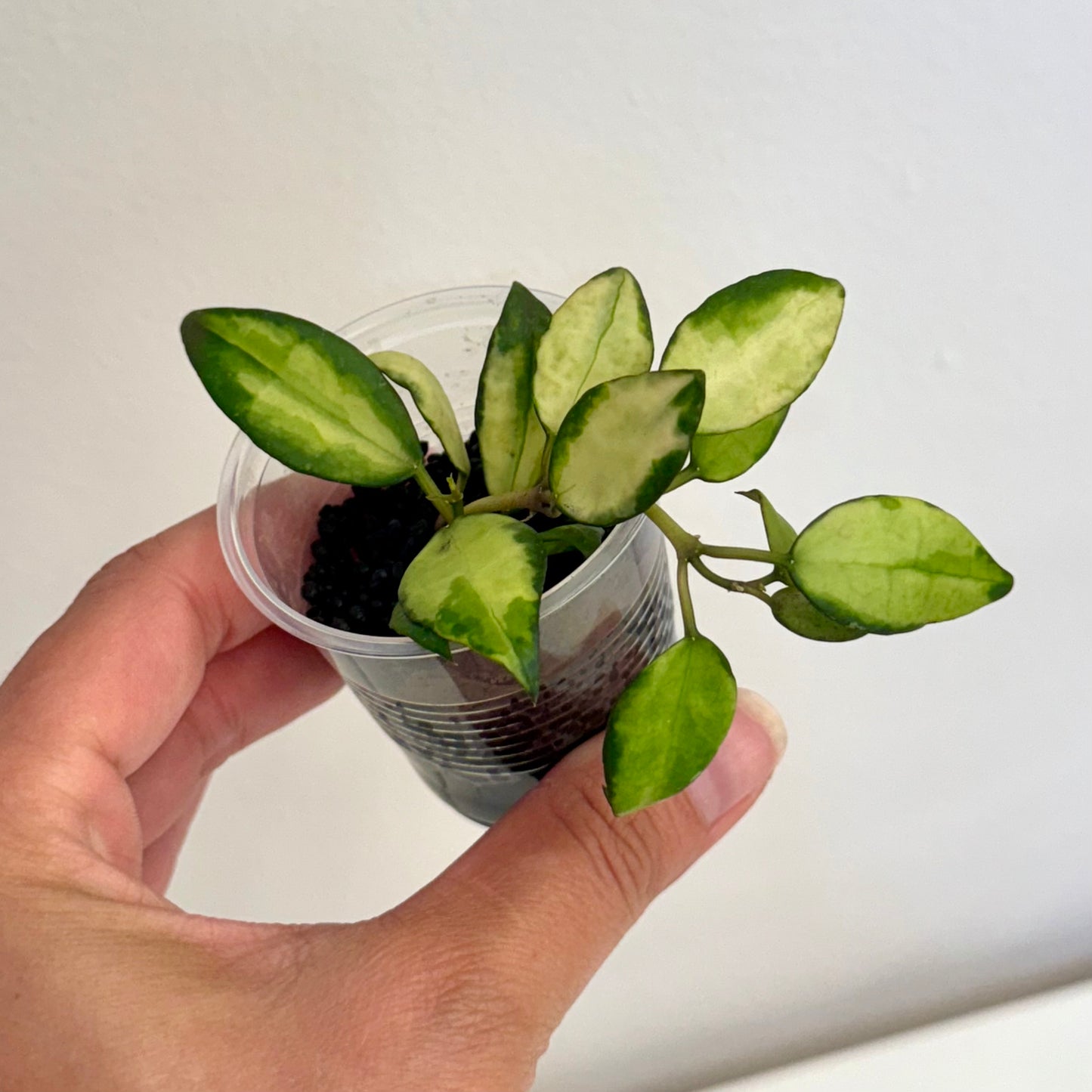 Hoya Lacunosa 'Queen Midori' (2 grow points)