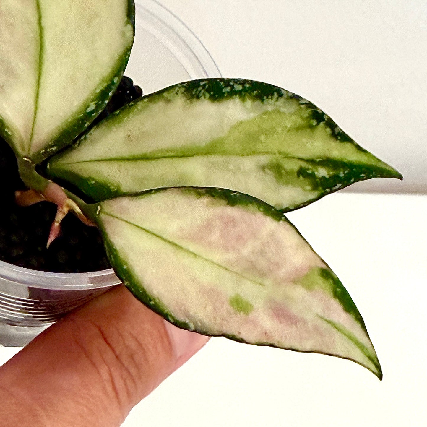 Hoya Nabawanensis Variegated #1