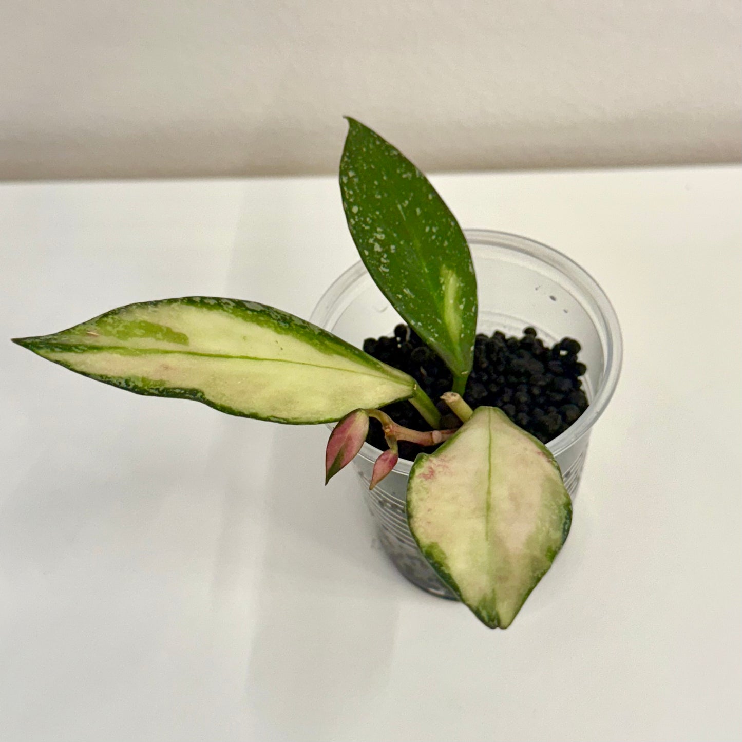 Hoya Nabawanensis Variegated #2