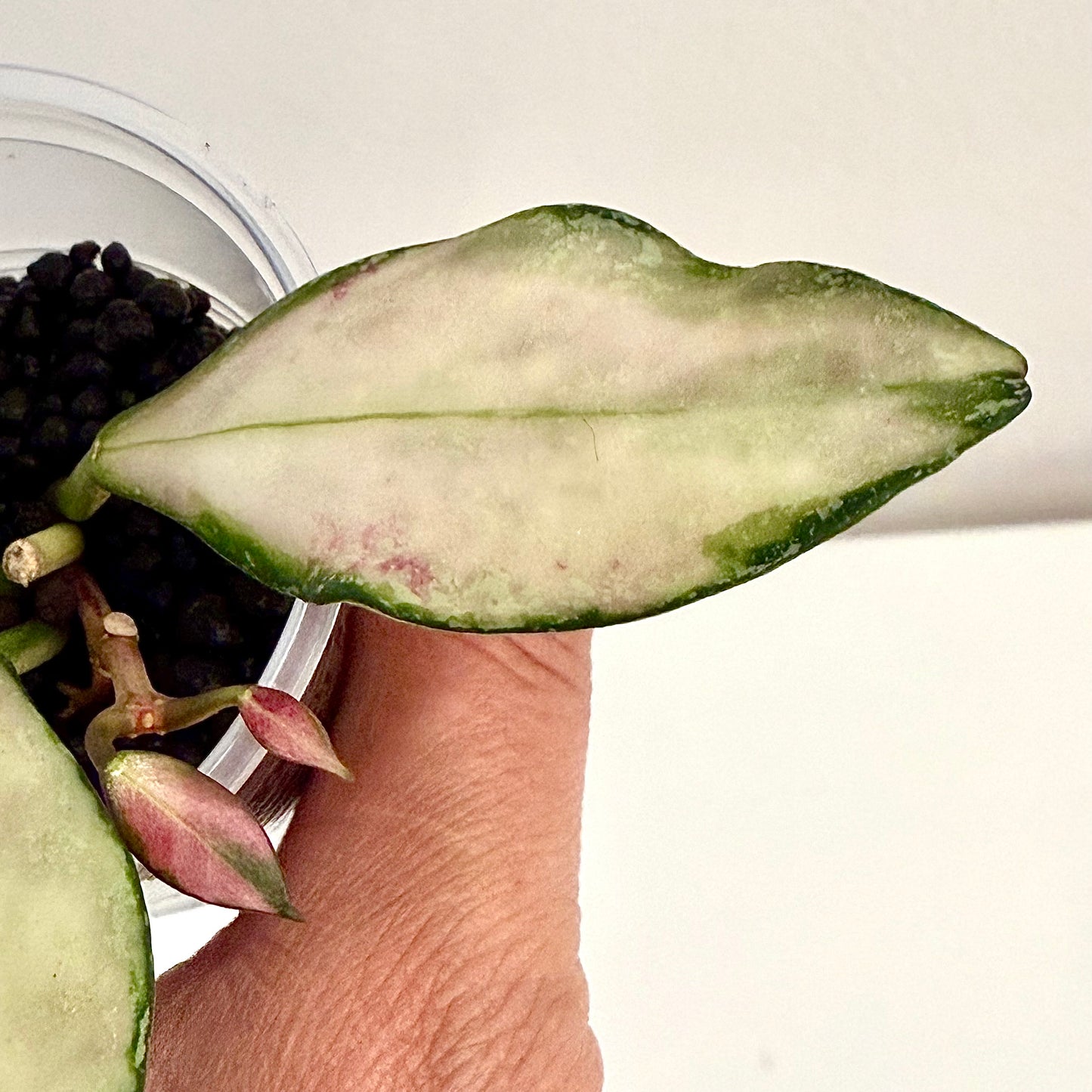 Hoya Nabawanensis Variegated #2