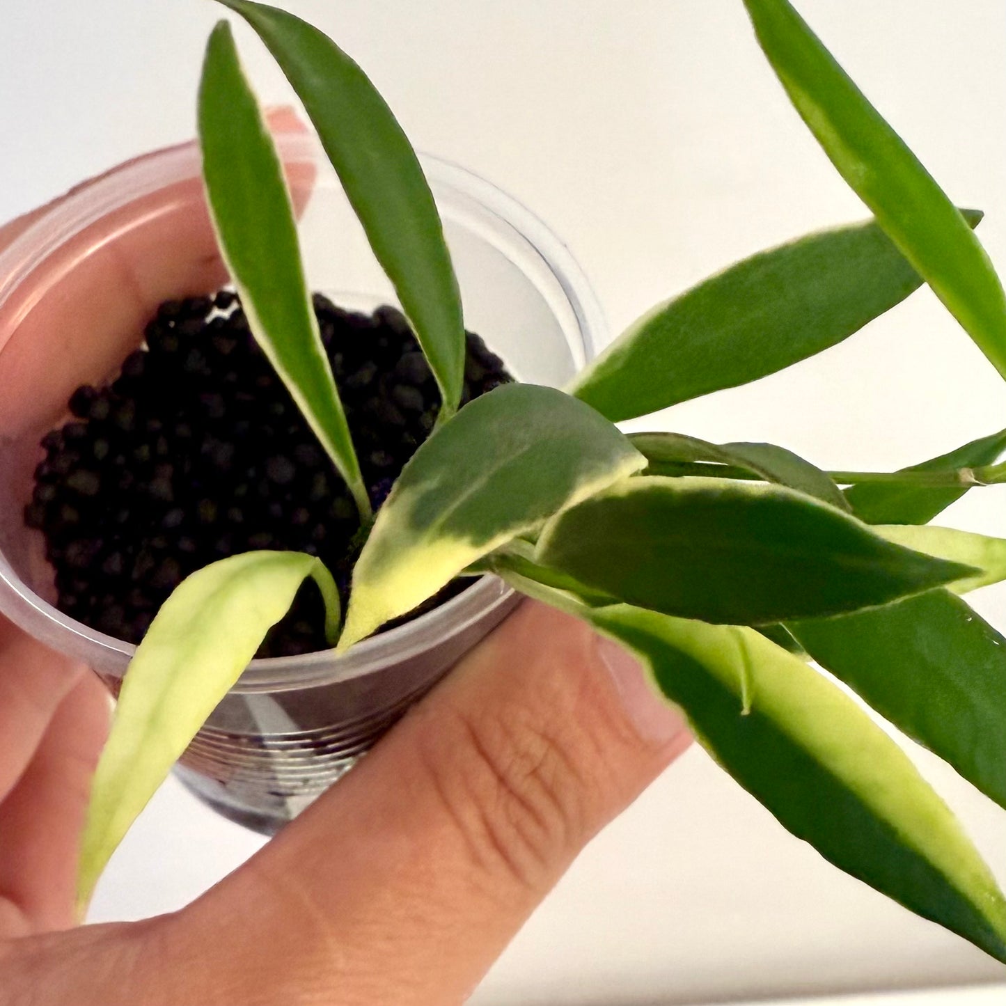 Hoya Tsangii Albomarginata #2