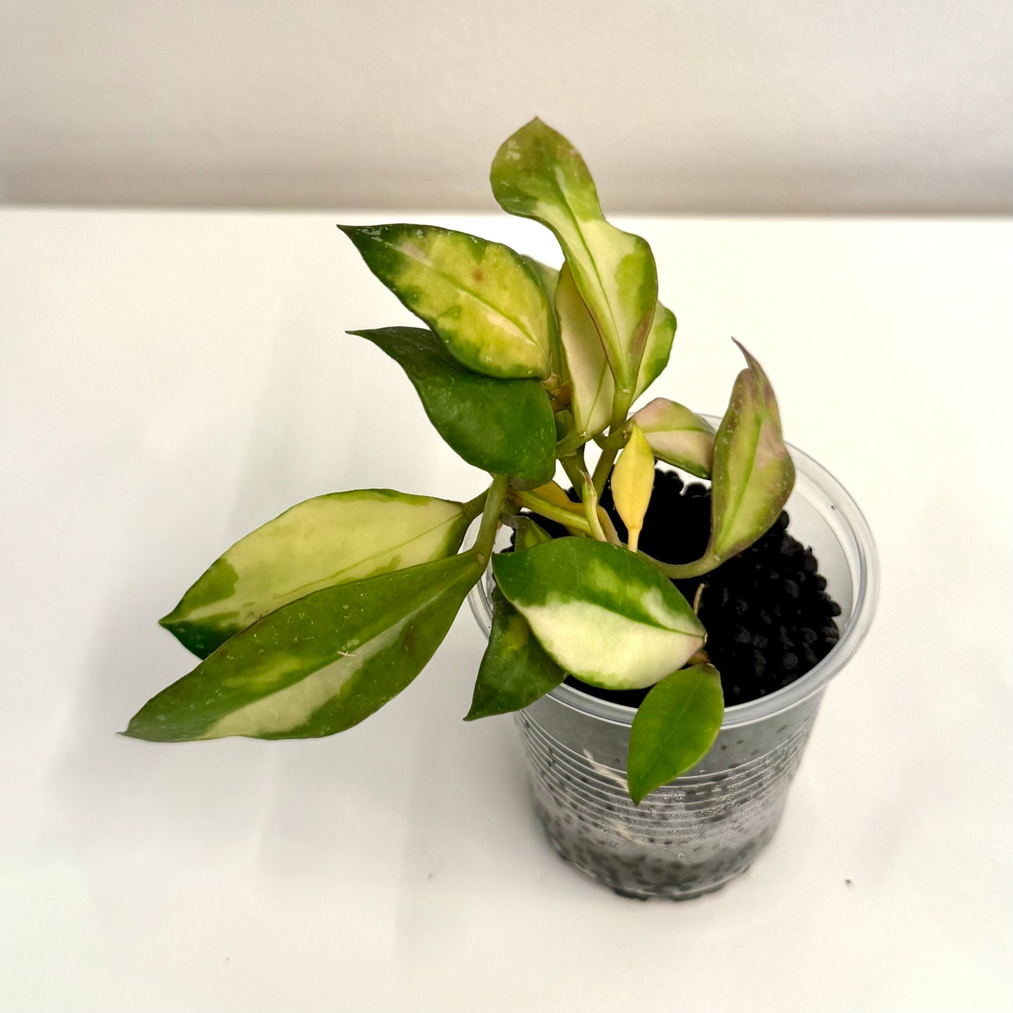 Hoya Walliniana Variegated #2 (2 grow points)