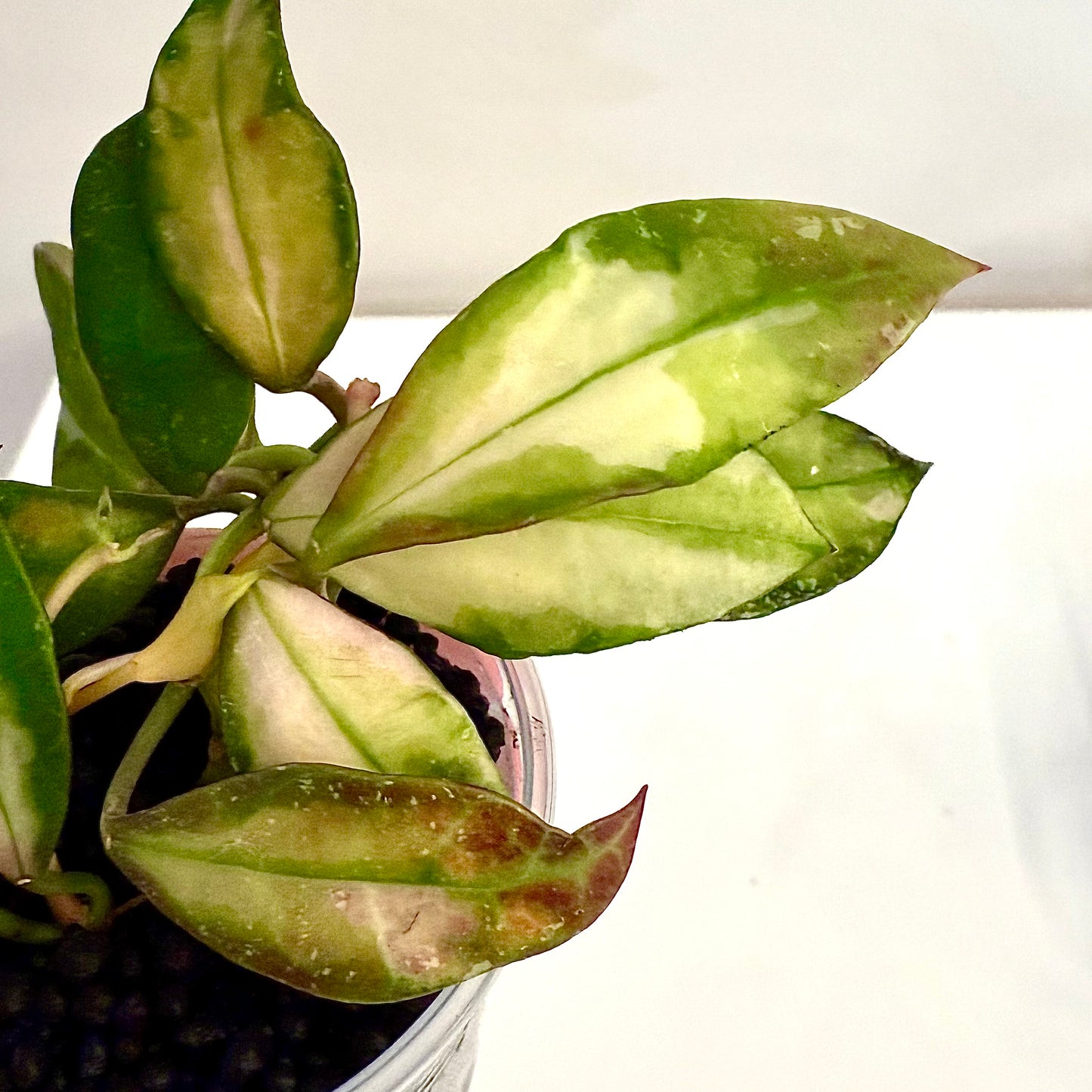 Hoya Walliniana Variegated #2 (2 grow points)