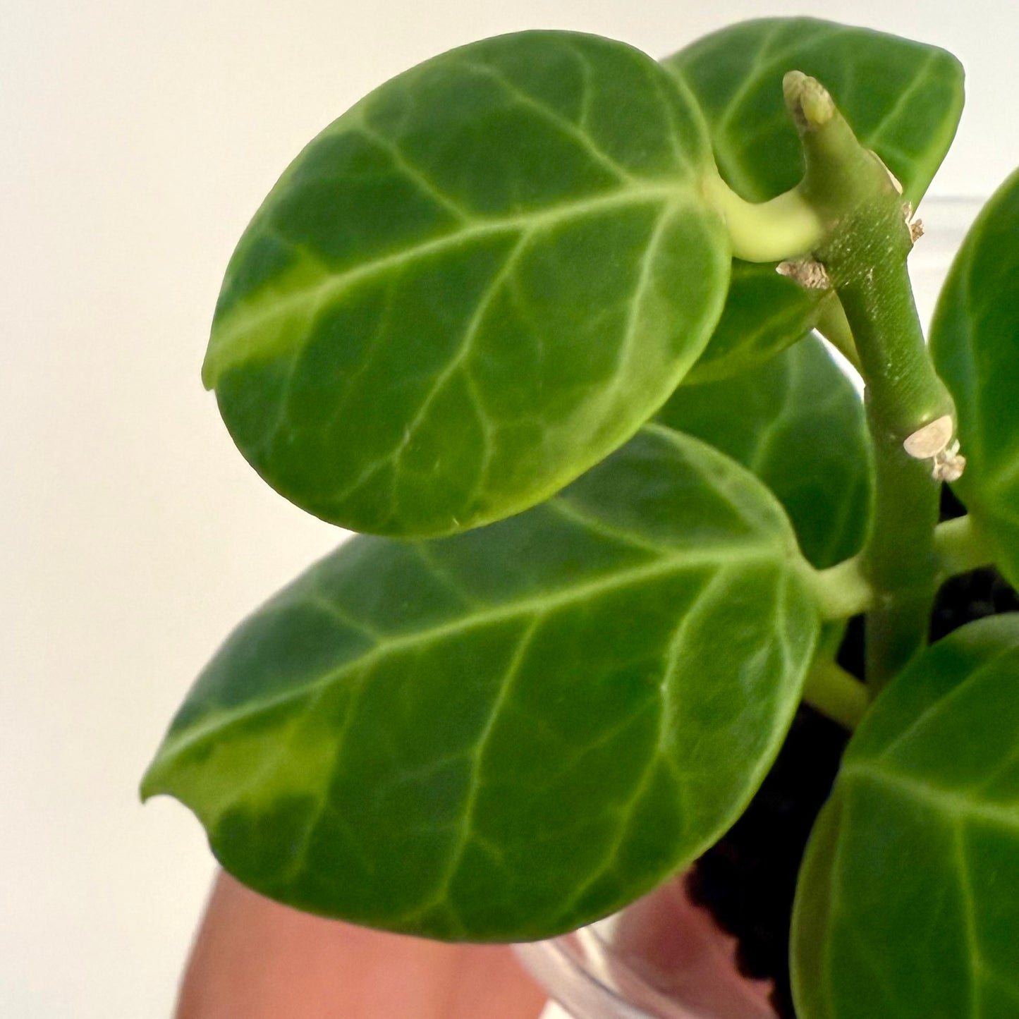 Hoya Obscura Variegated