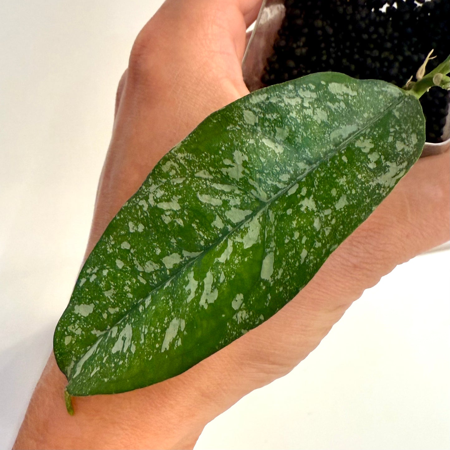 Hoya Cystiantha Splash