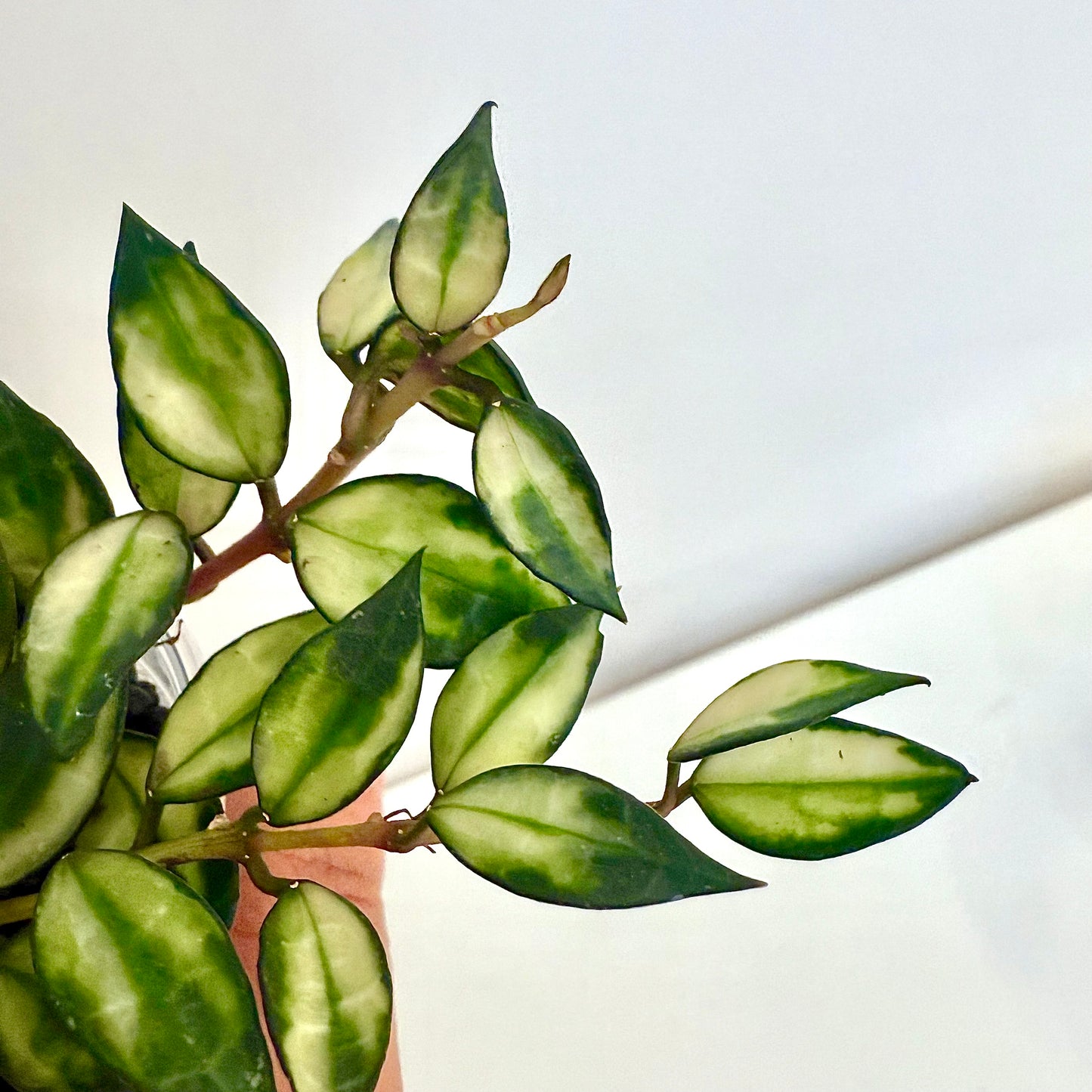 Hoya Lacunosa Variegated (3 grow points)