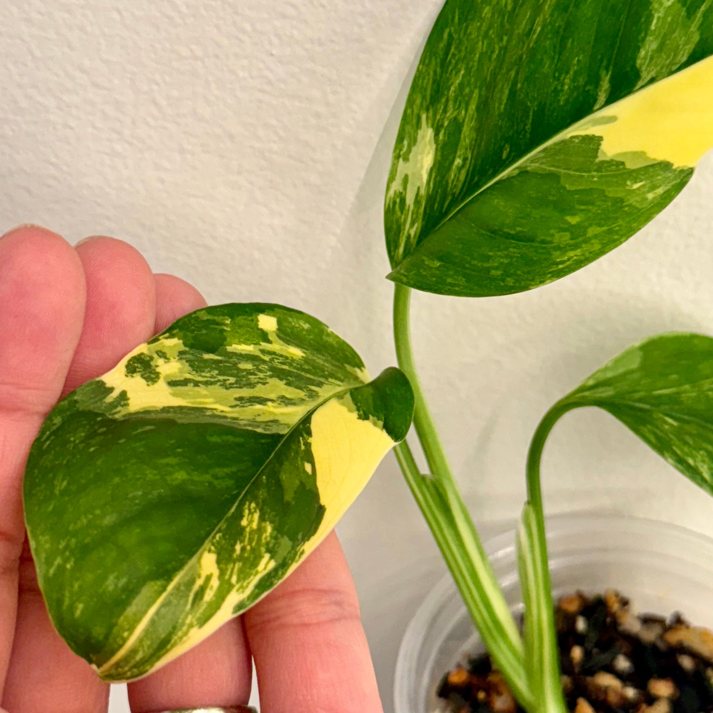 Monstera Lechleriana variegated