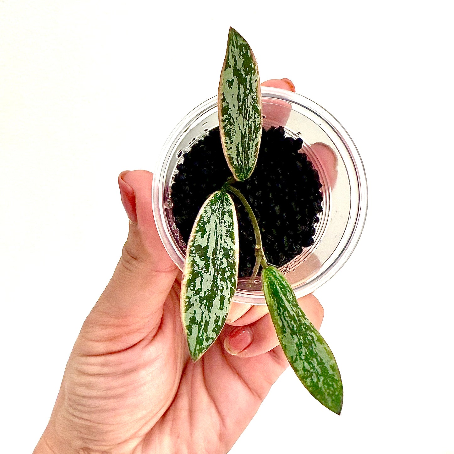 Hoya Sigillatis Outer Variegated