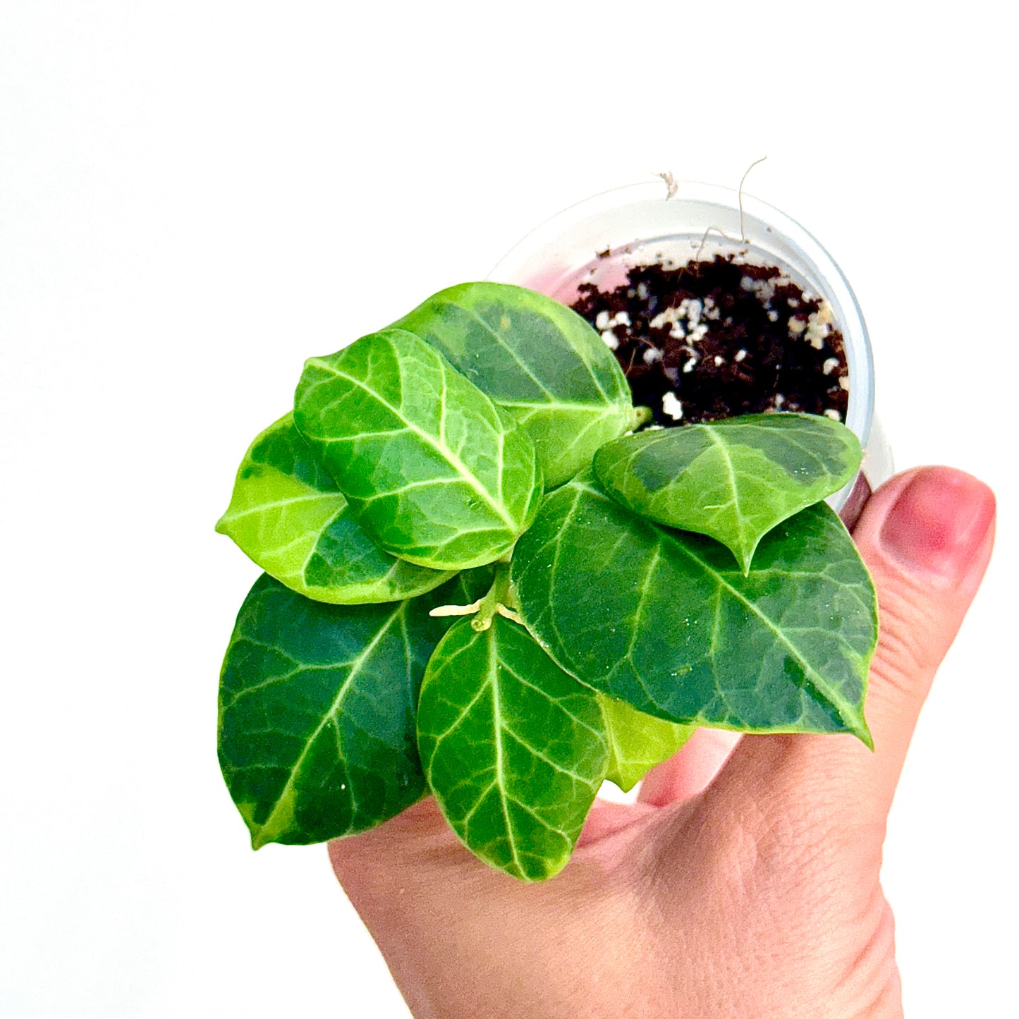 Hoya Obscura Variegated