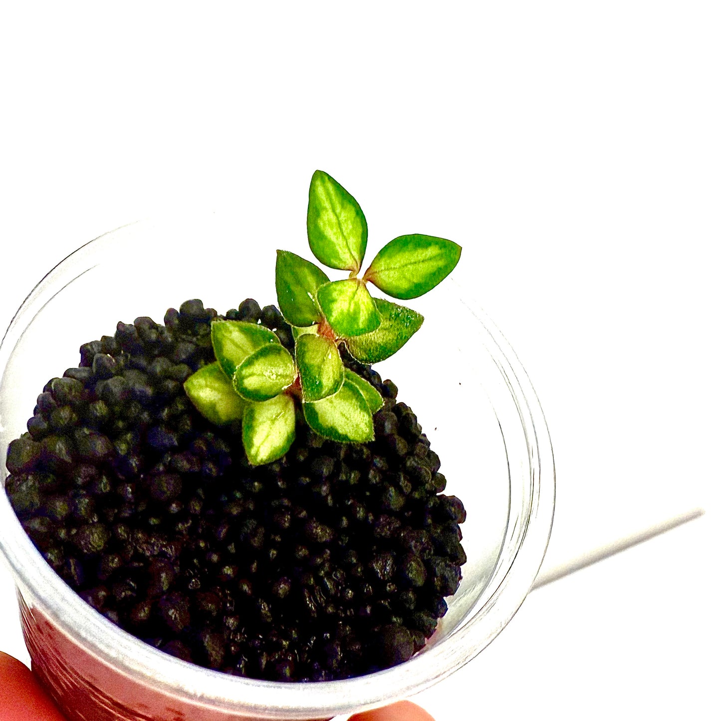 Hoya Chinghungensis variegated