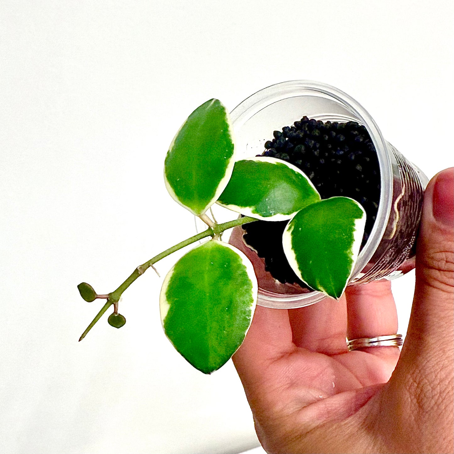 Hoya Palta (Incurvula Albo)