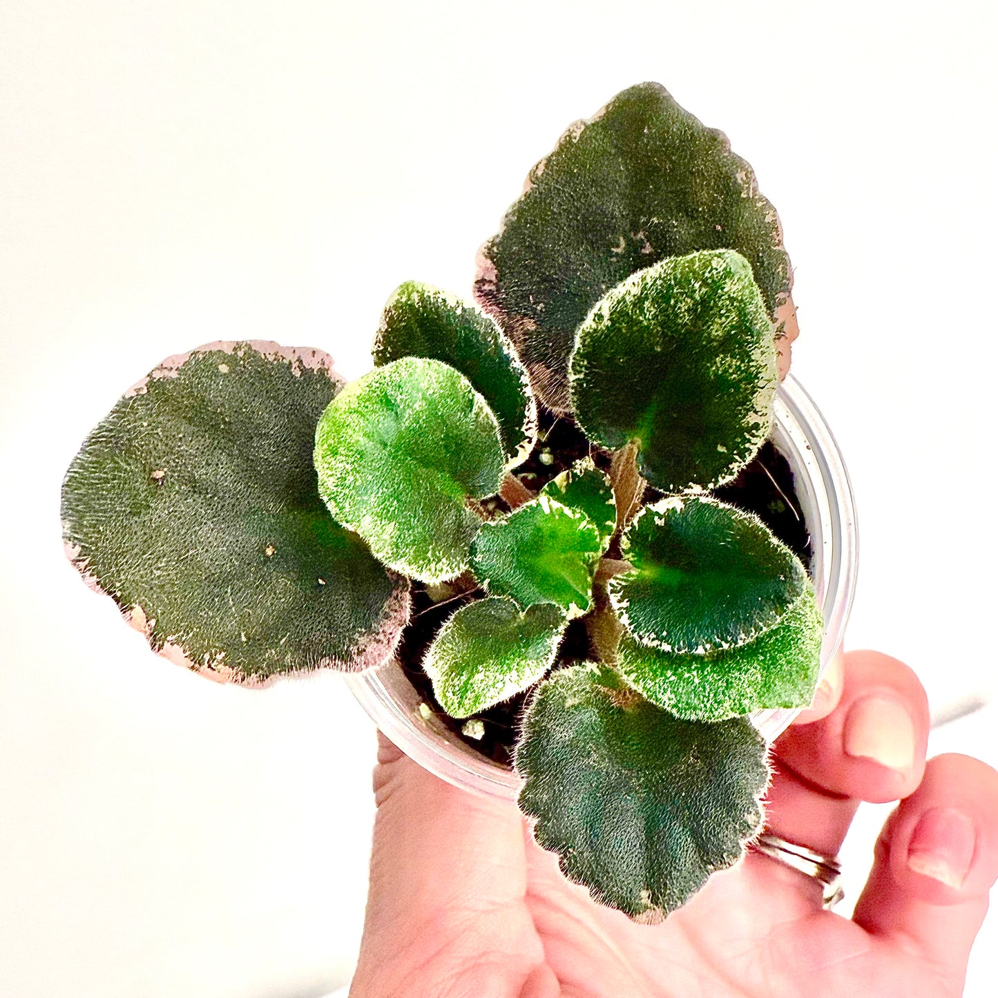 Variegated African Violet Cajun’s Dixie Pride