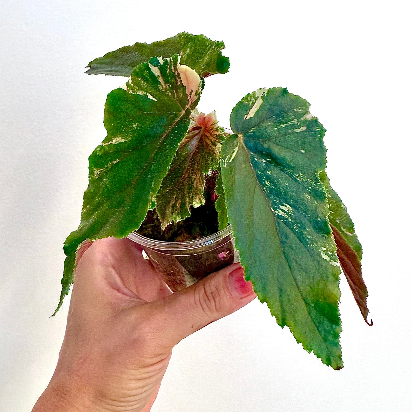 Begonia Ginny Galaxy