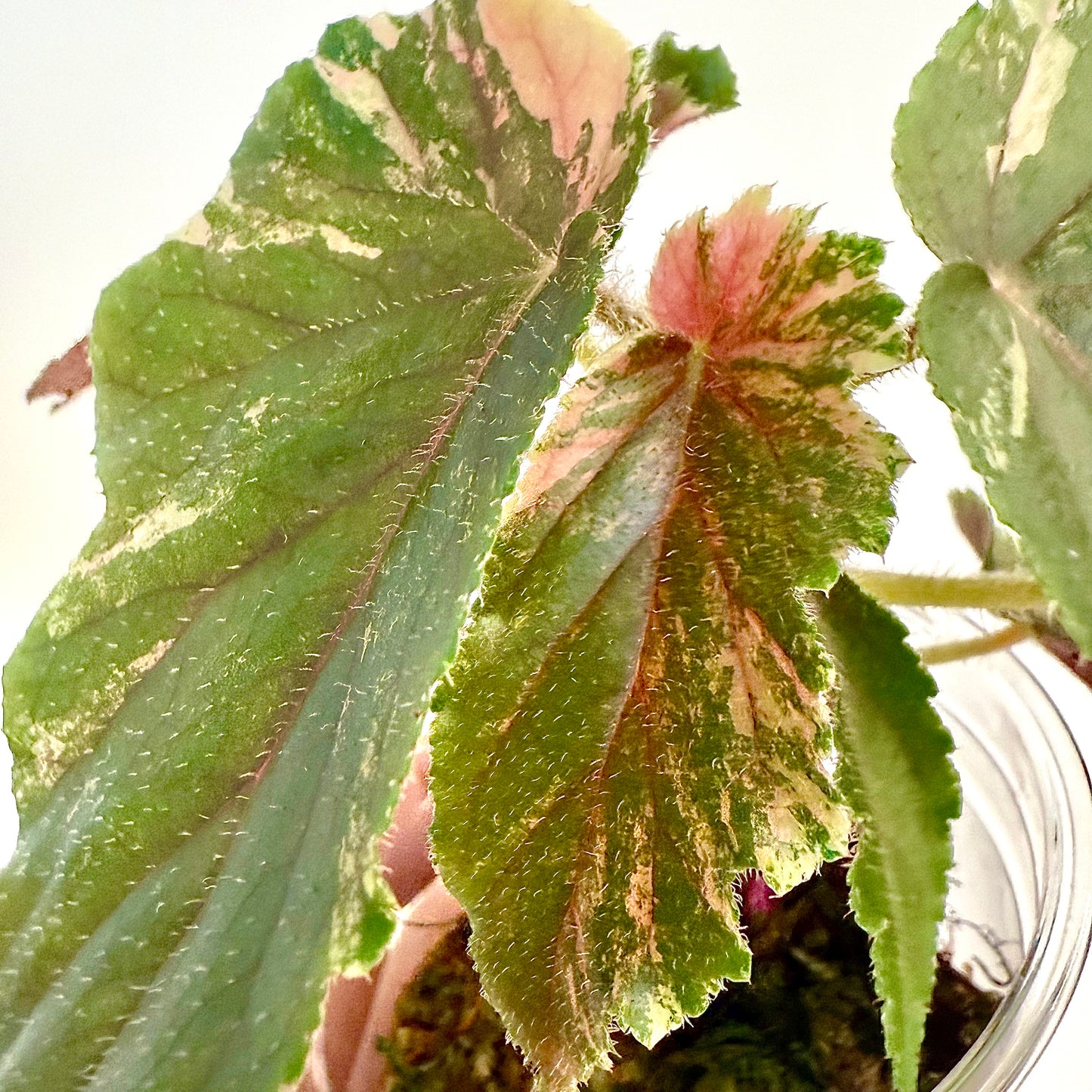 Begonia Ginny Galaxy