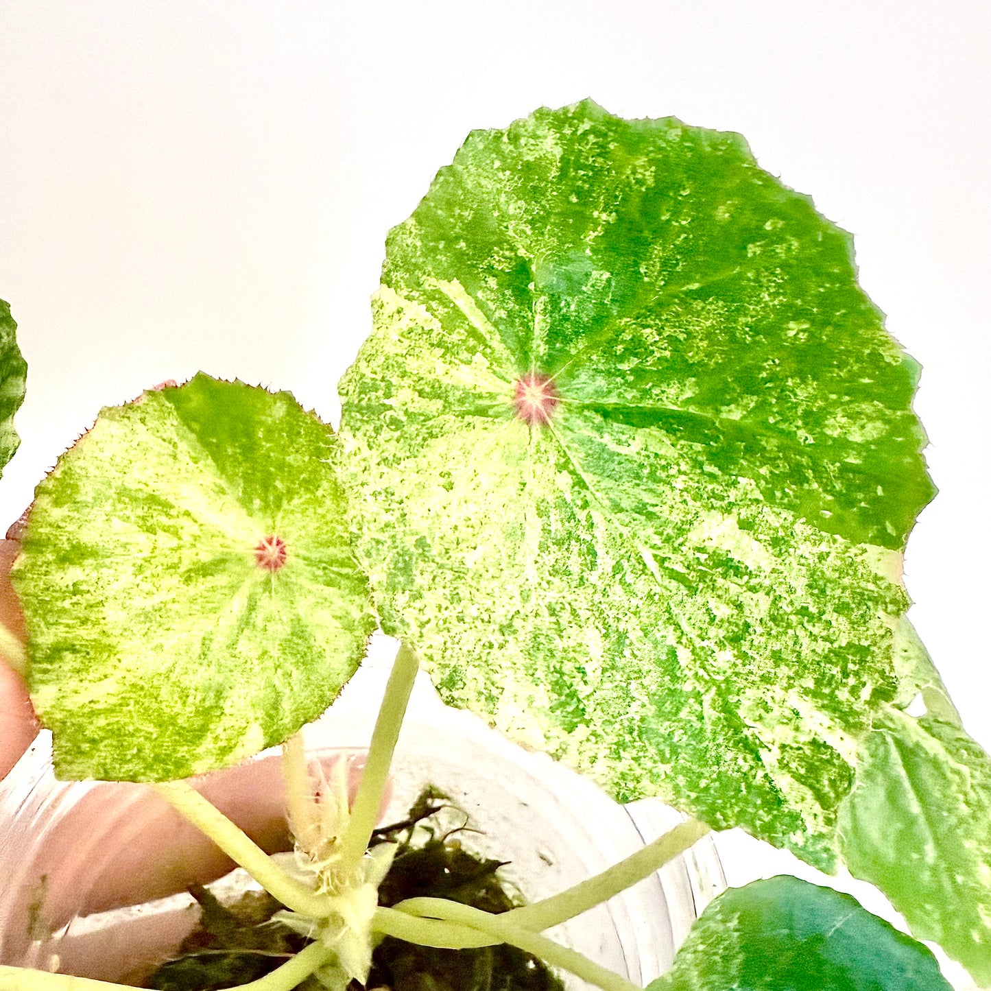 Begonia Rogue Variegated