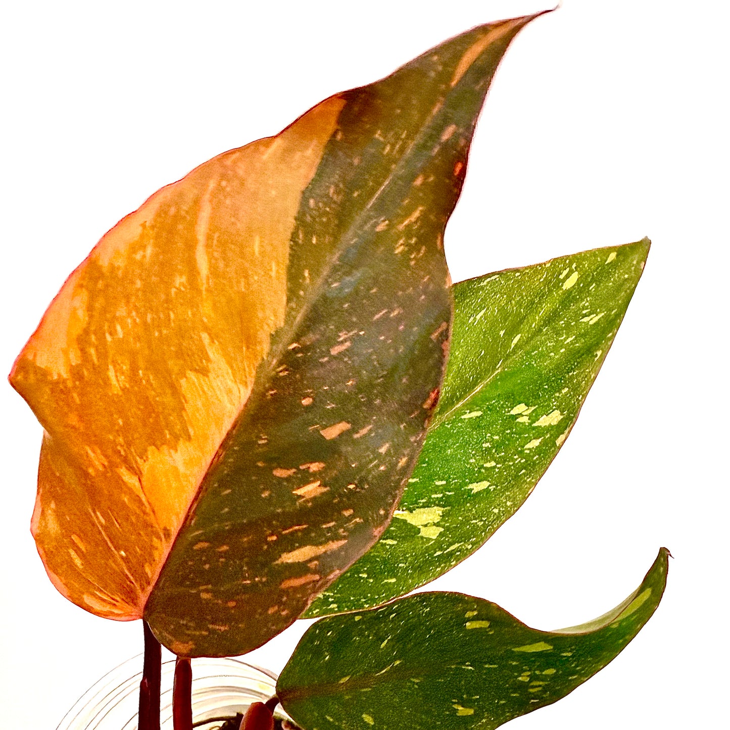 Philodendron Orange Princess Galaxy