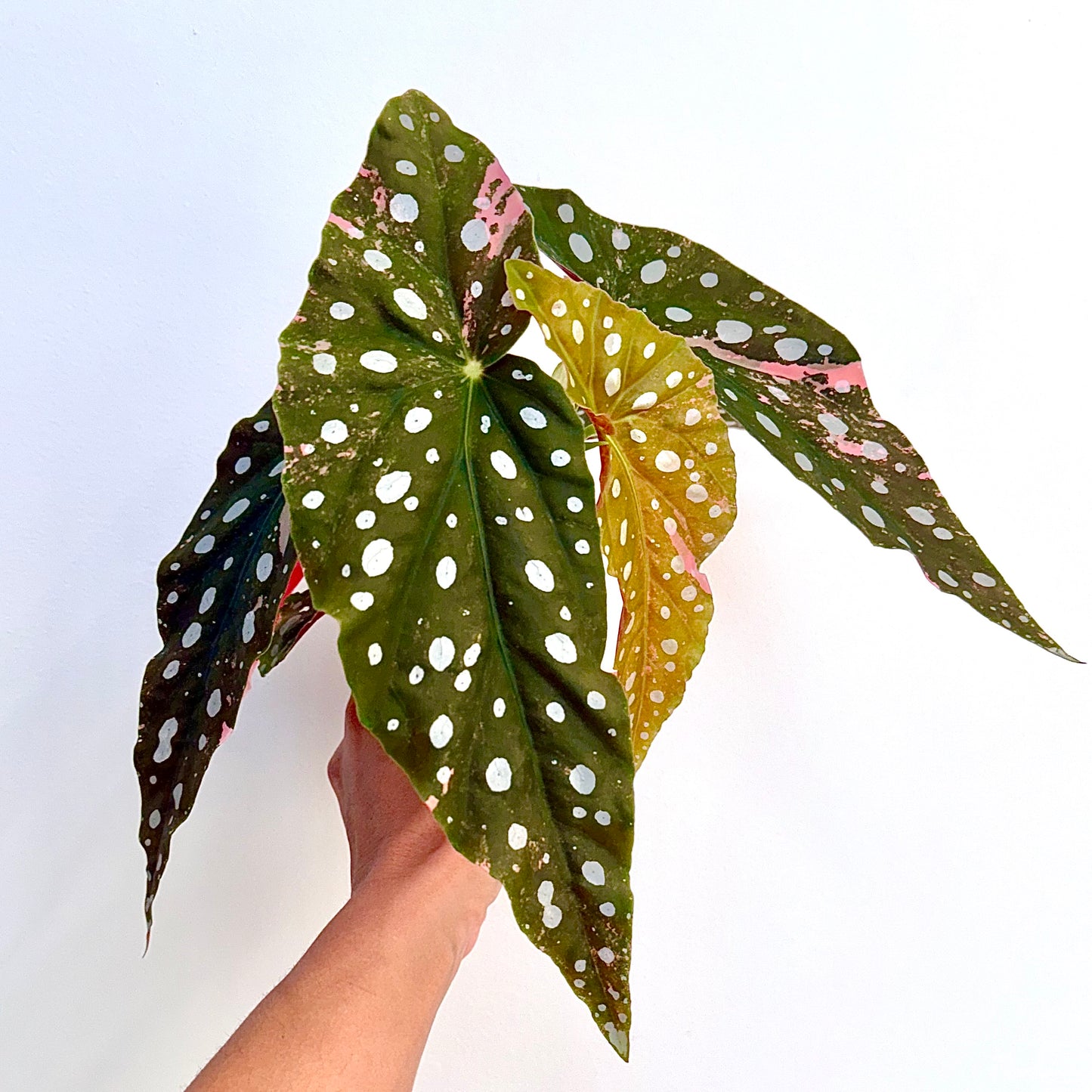 Begonia Maculata Pink Variegated ( Big Plant)