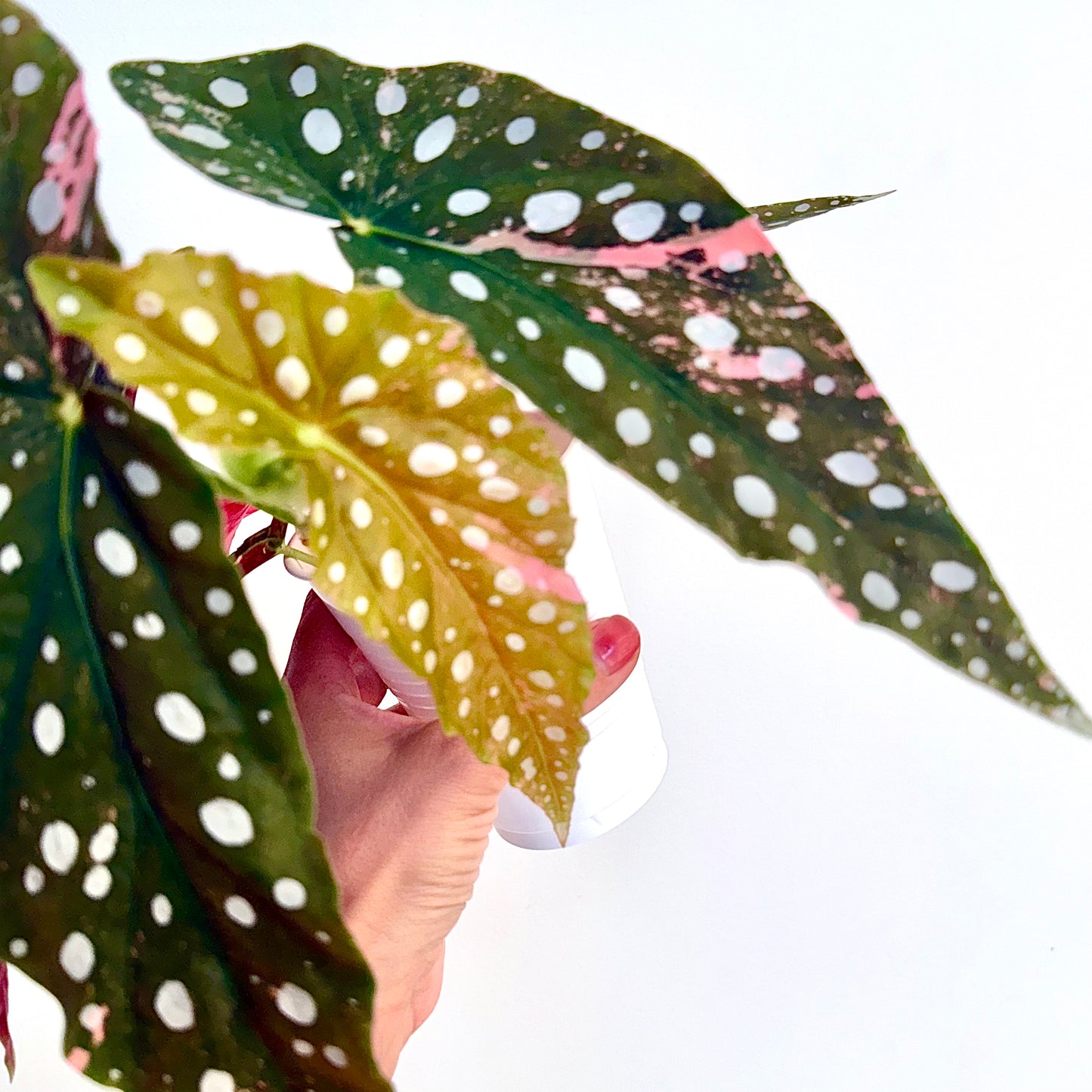 Begonia Maculata Pink Variegated ( Big Plant)