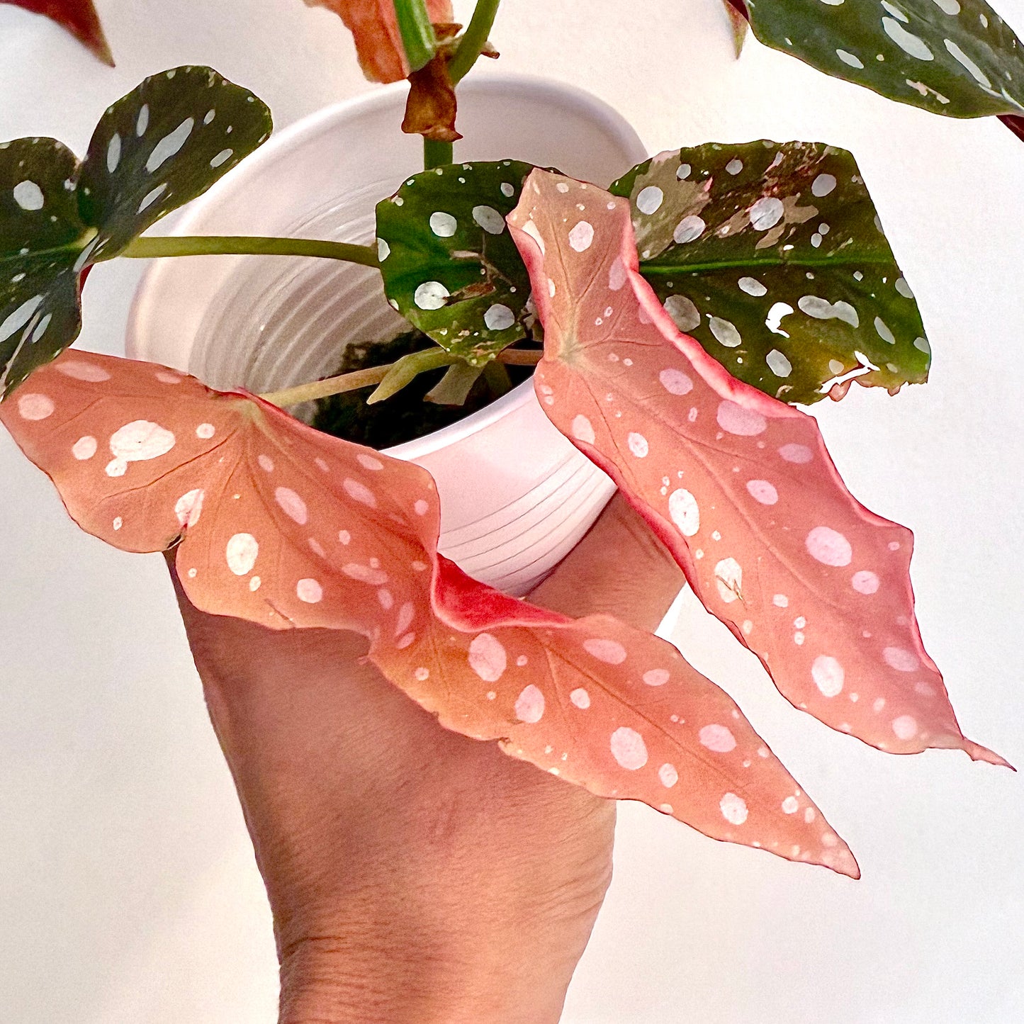 Begonia Maculata Pink Variegated ( Big Plant)