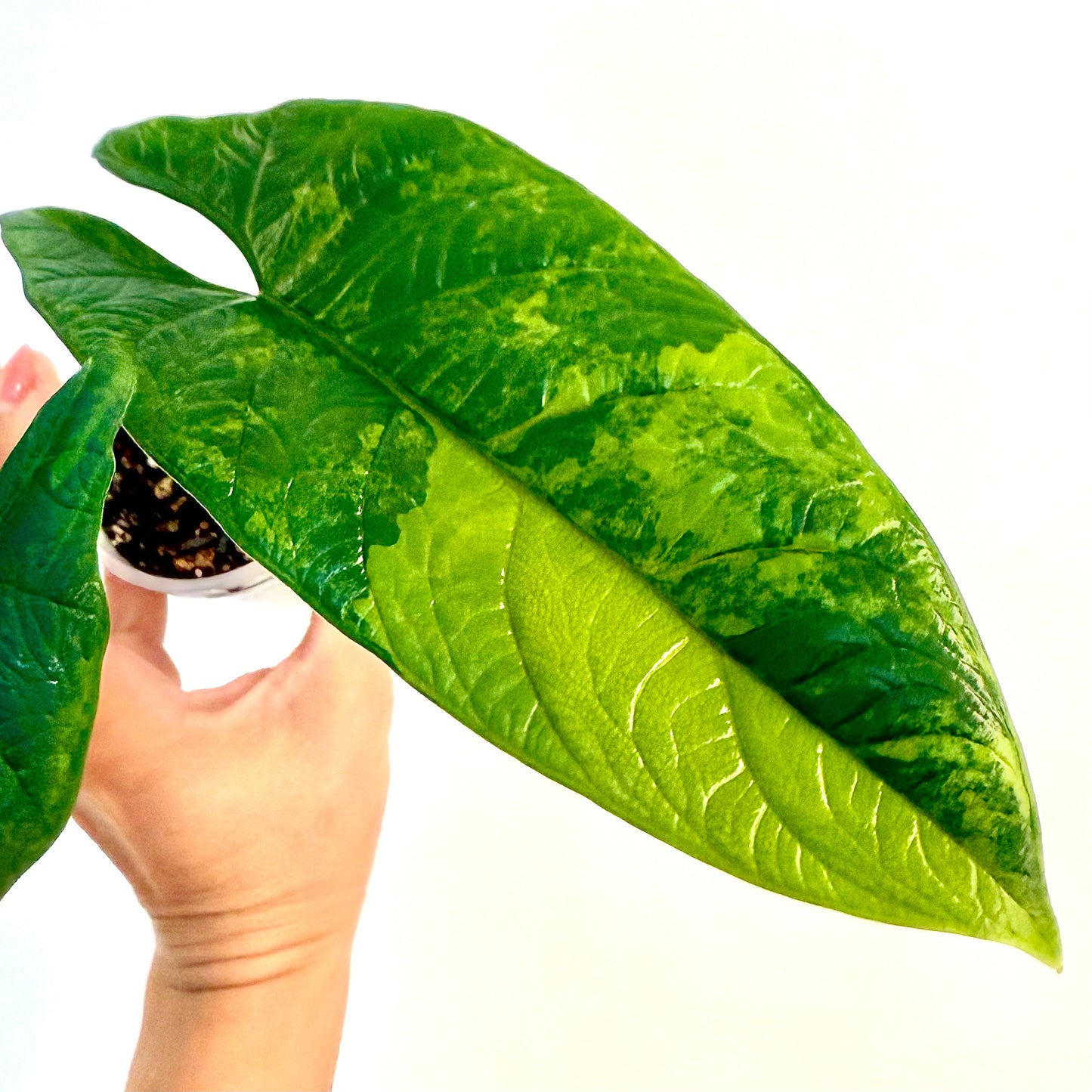 Alocasia Scalprum Aurea ( big plant)