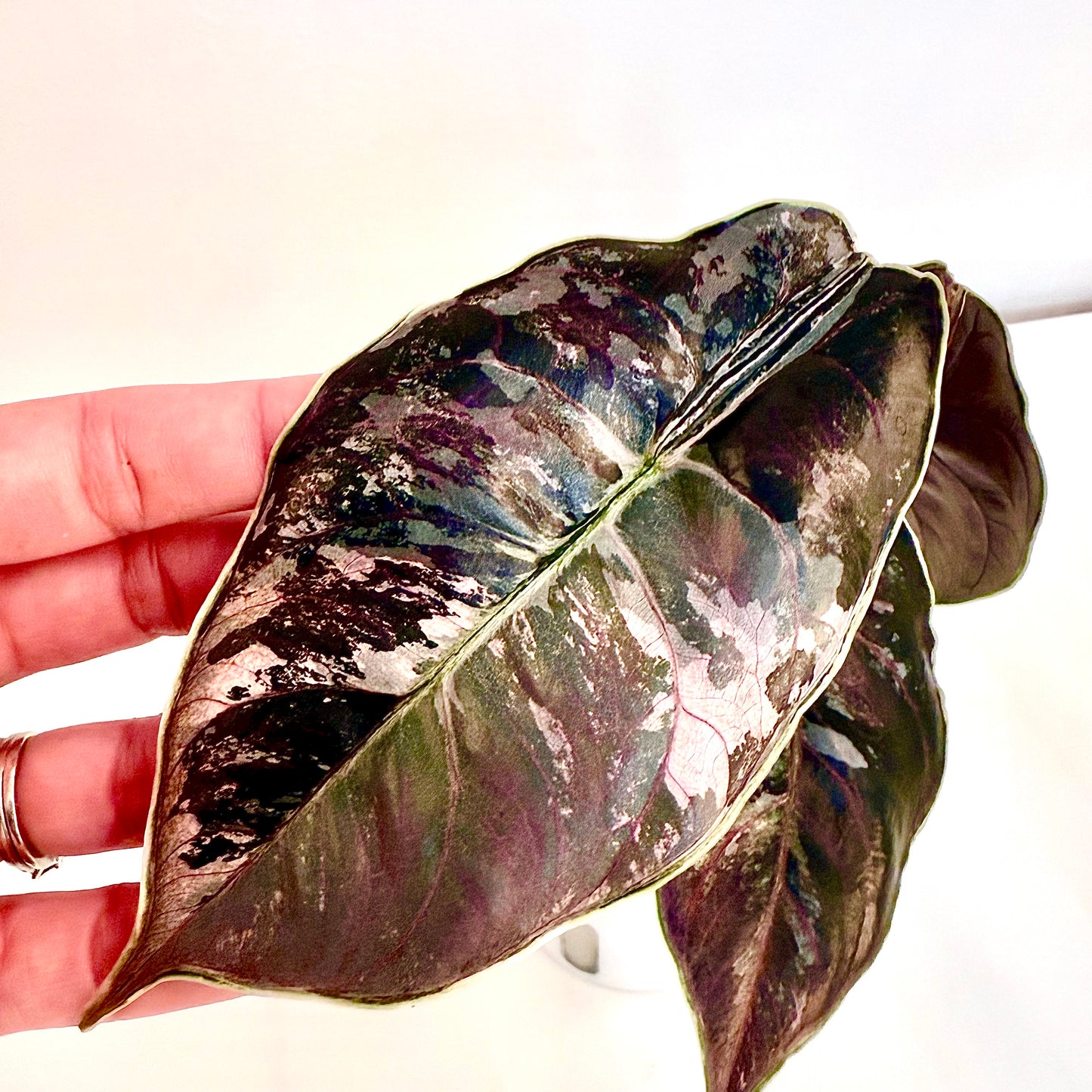 Alocasia Azlanii Pink Variegated