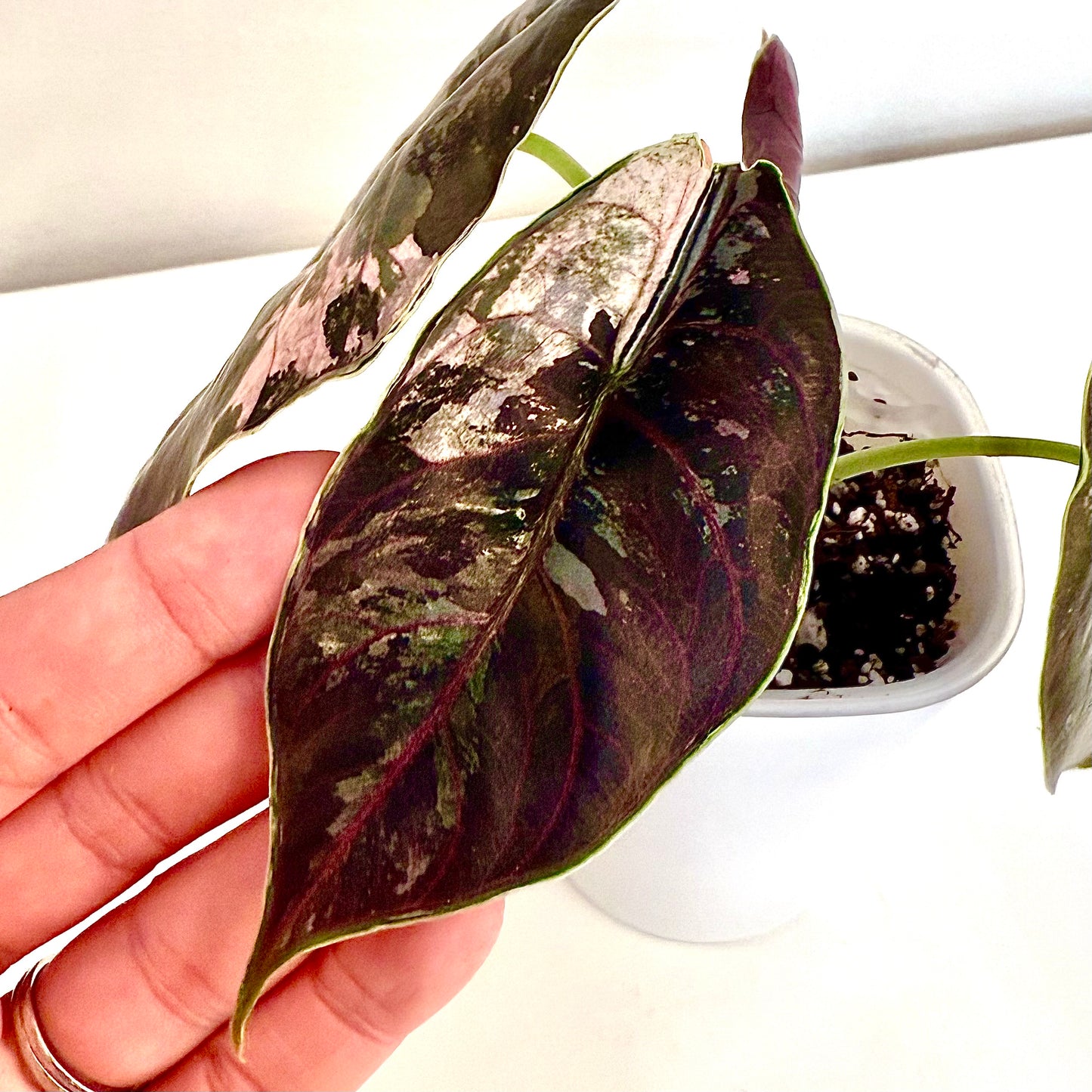 Alocasia Azlanii Pink Variegated