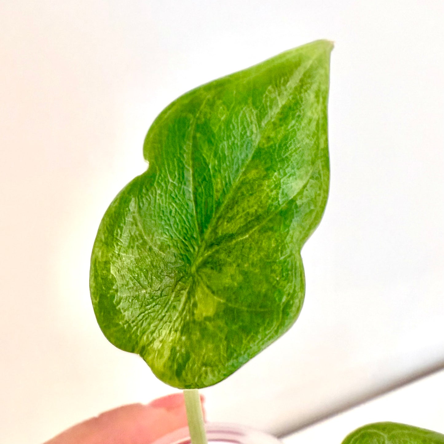 Alocasia Melo Aurea Variegated (grow from corm)