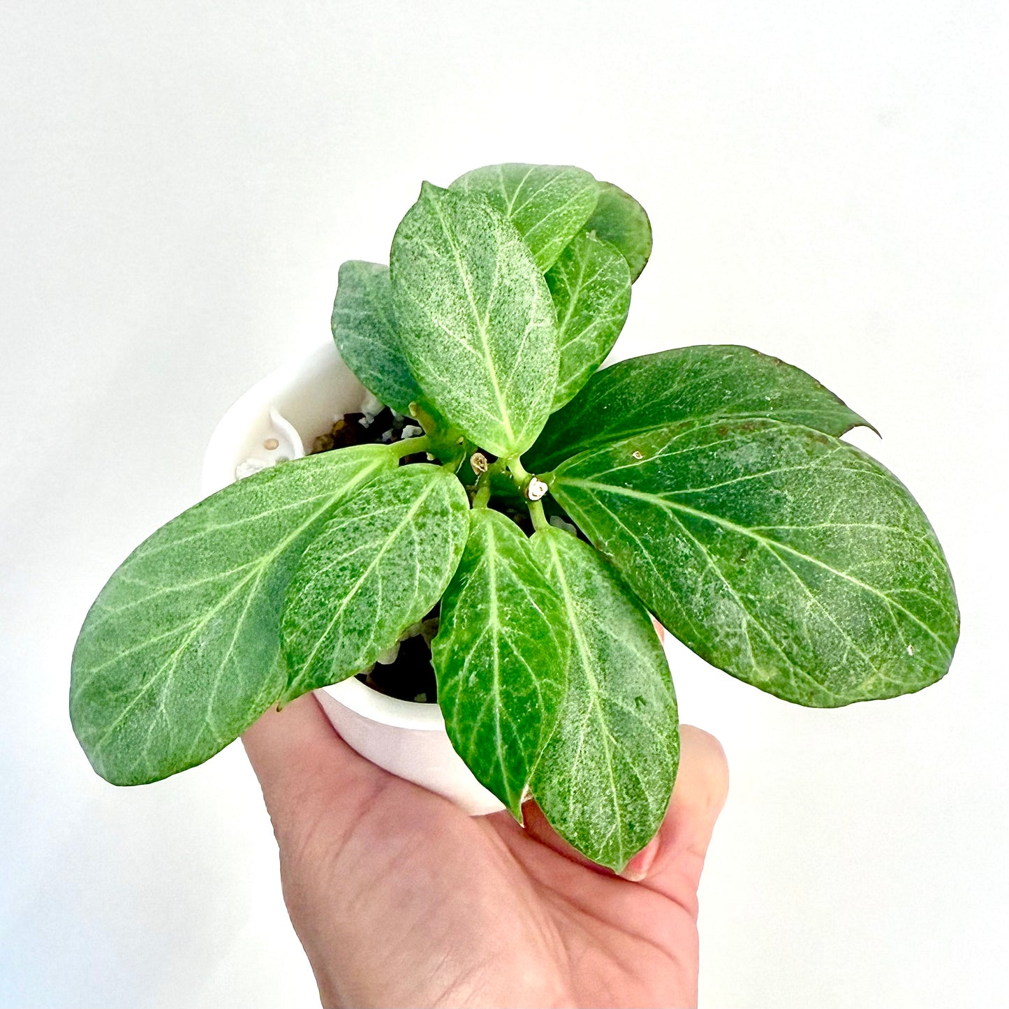 Hoya Obscura Silver