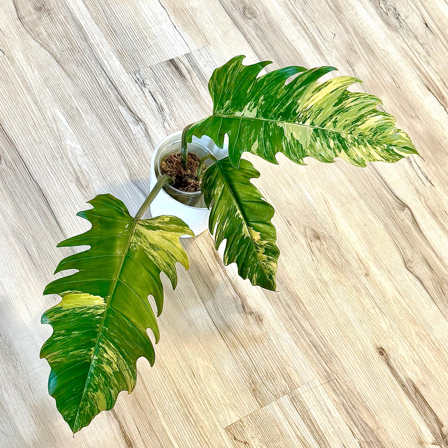 Philodendron Caramel Marble (XL size, 3+1 leaves)