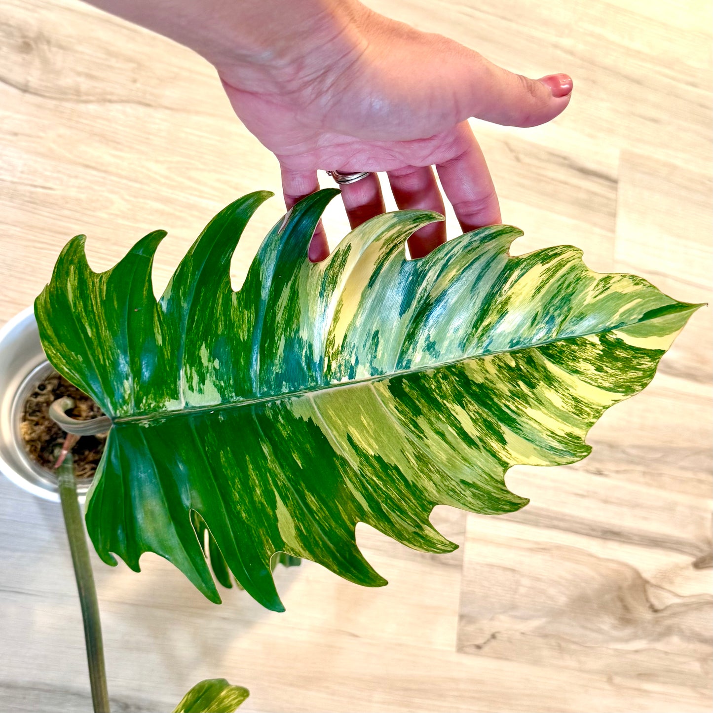 Philodendron Caramel Marble (XL size, 3+1 leaves)