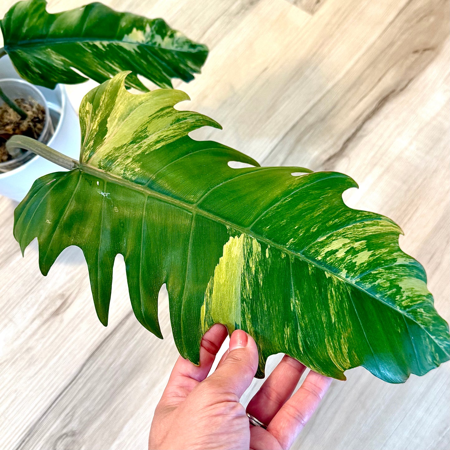 Philodendron Caramel Marble (XL size, 3+1 leaves)