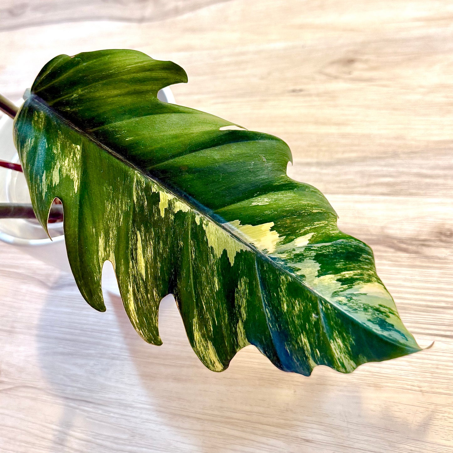 Philodendron Caramel Marble (XL size, 3+1 leaves)