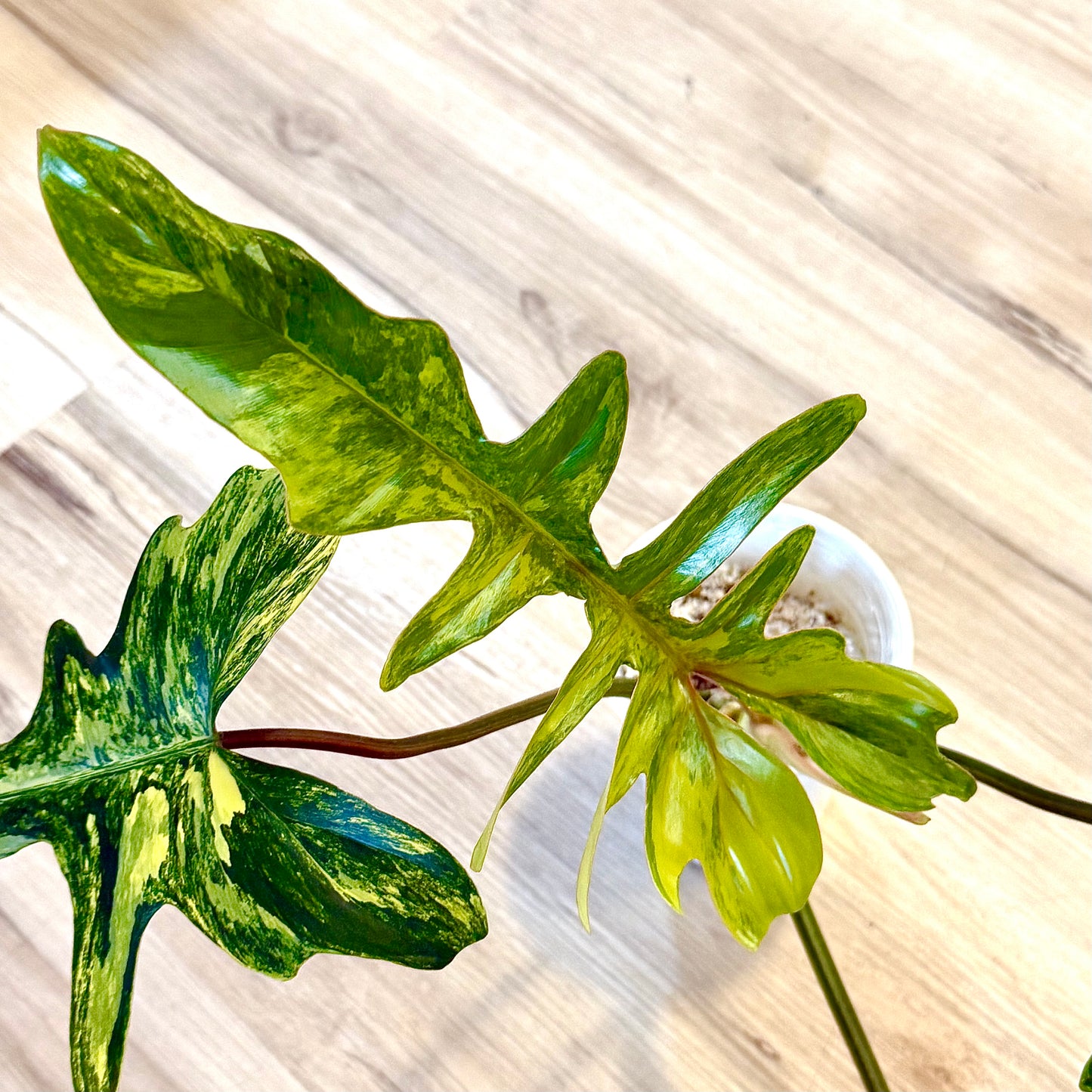 Philodendron Florida Beauty x Mayoi (big plant, 4+1 leaves)