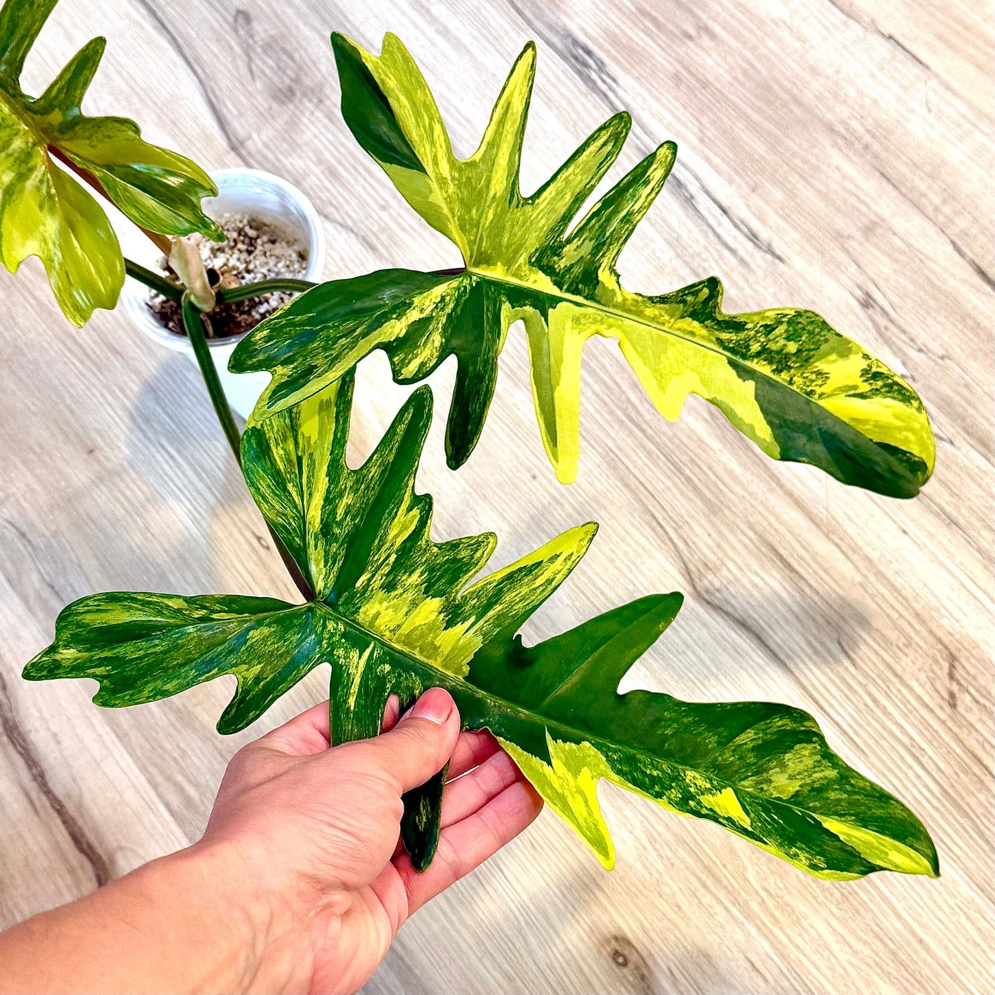 Philodendron Florida Beauty x Mayoi (big plant, 4+1 leaves)