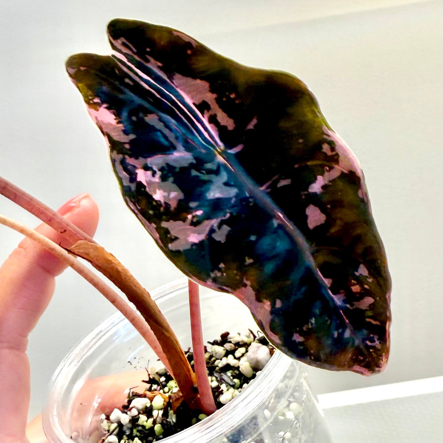Alocasia Chantrieri Pink Variegated
