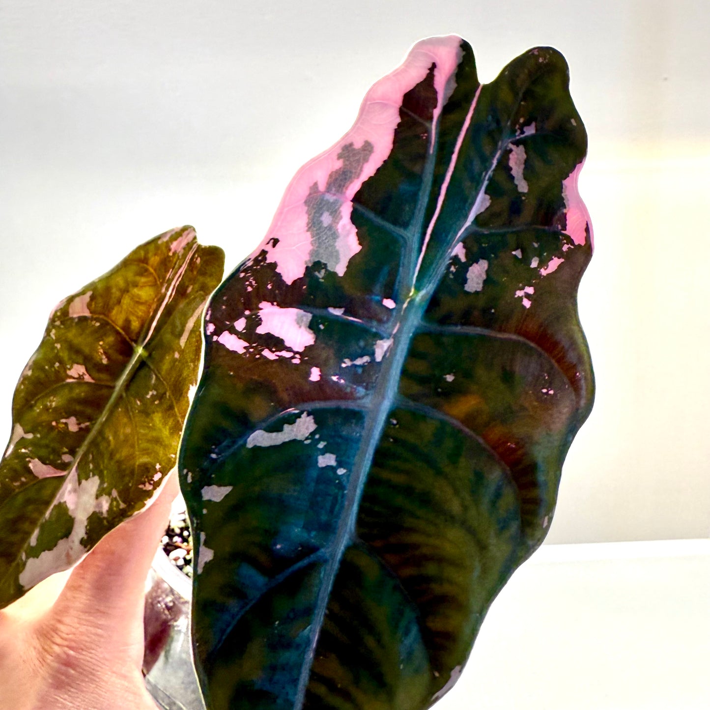 Alocasia Chantrieri Pink Variegated