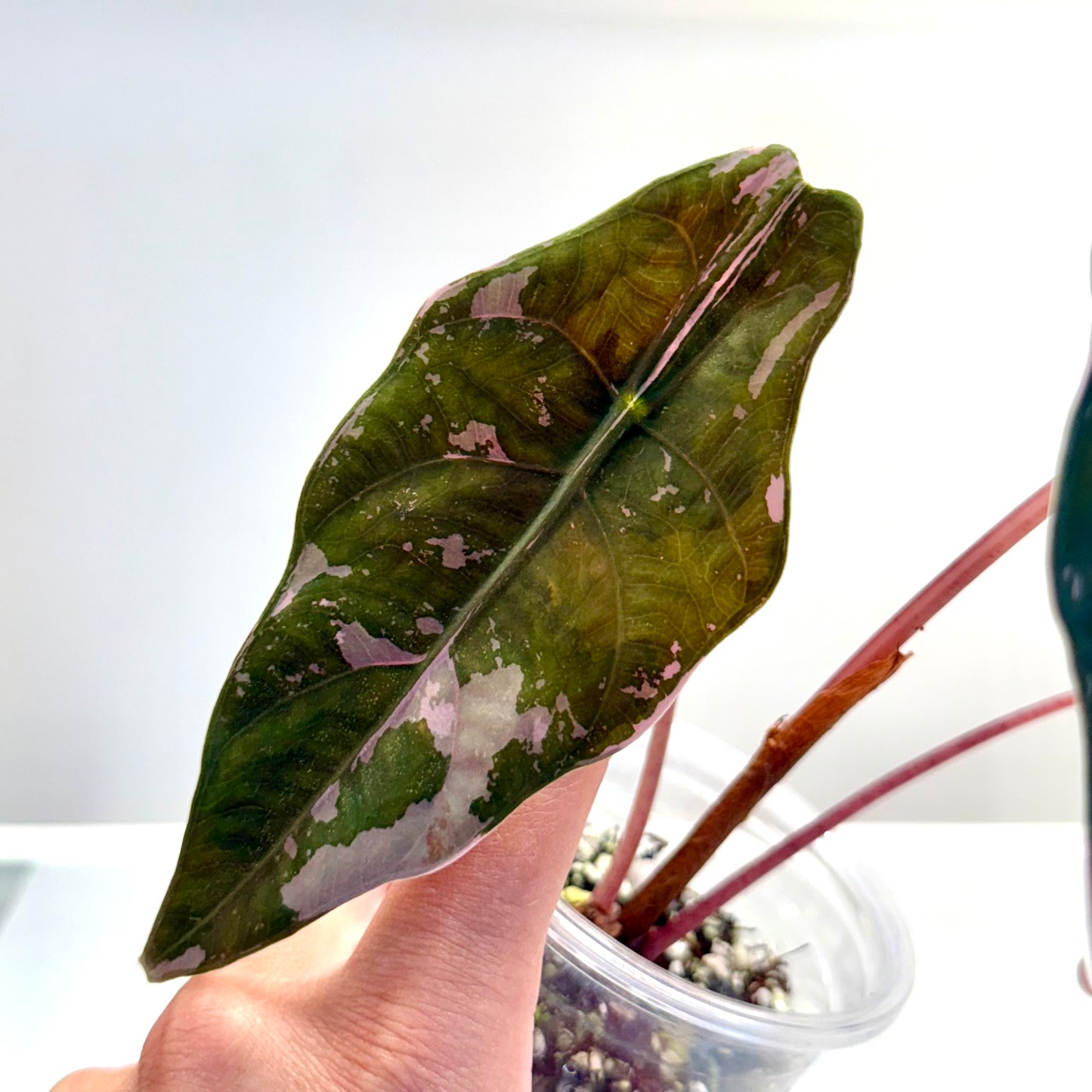Alocasia Chantrieri Pink Variegated