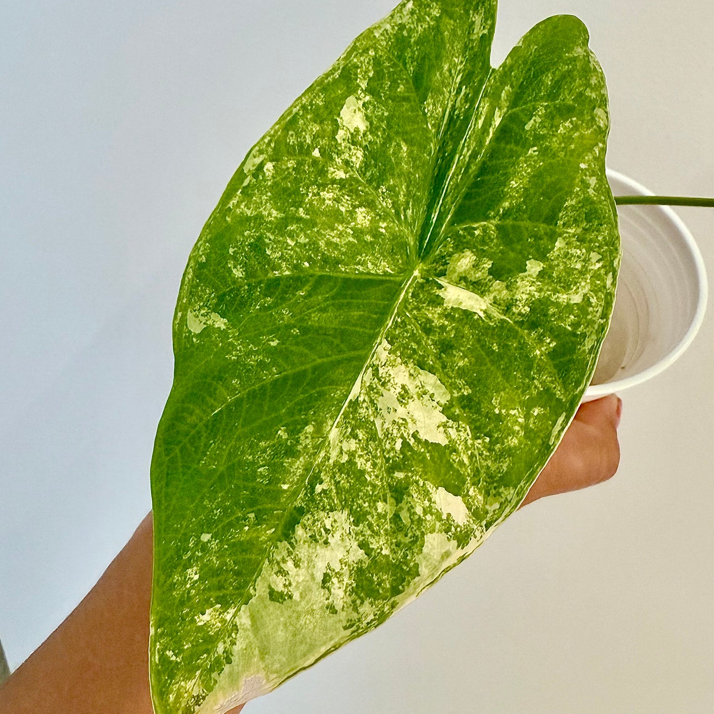 Alocasia Fornicata Aurea