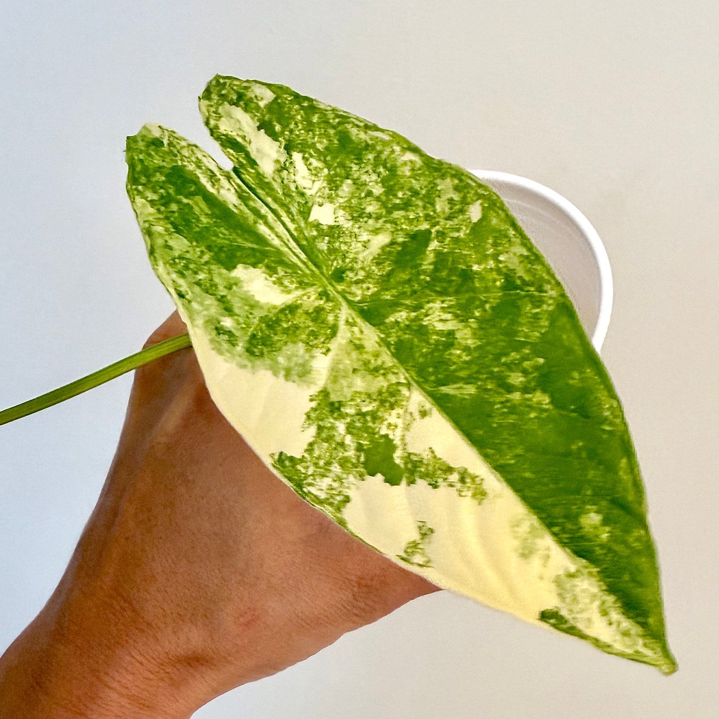 Alocasia Fornicata Aurea