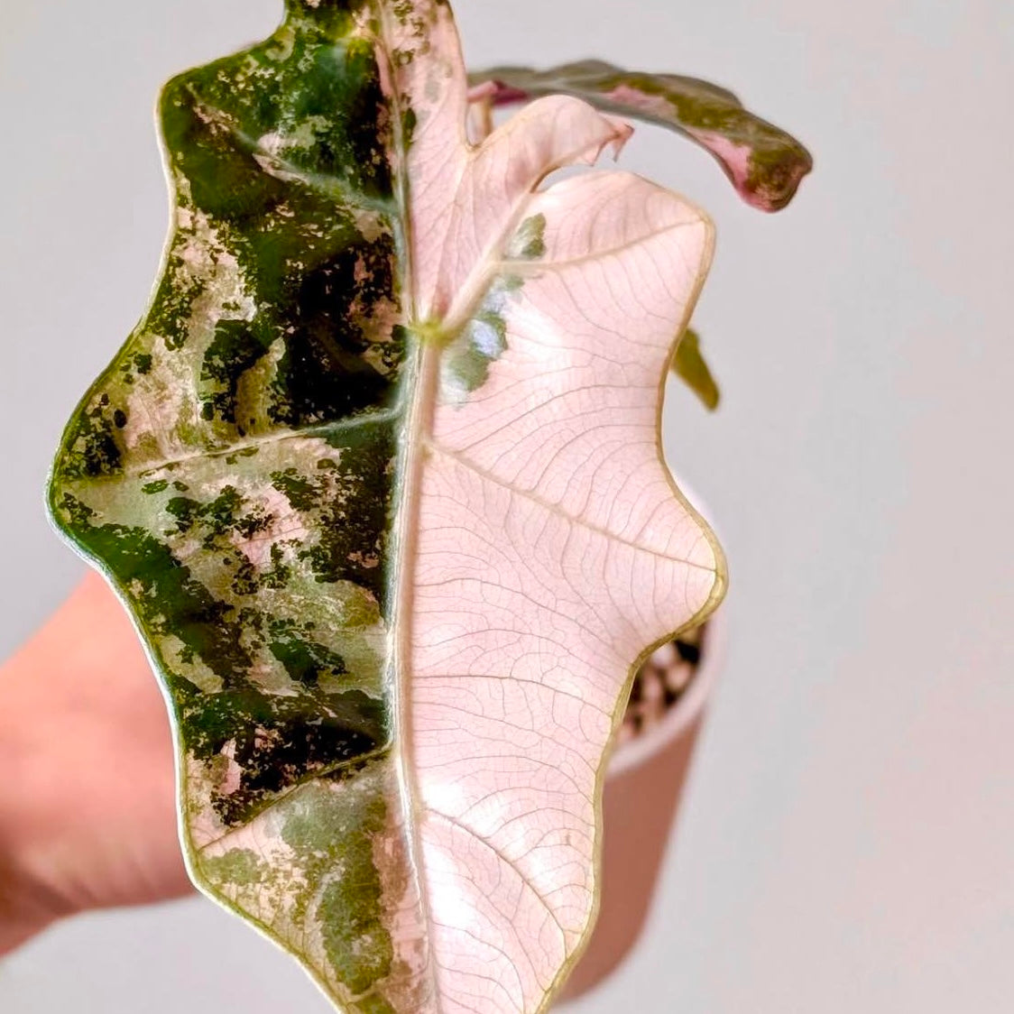 Alocasia Pseudo Sanderiana Pink corm (1 corm)