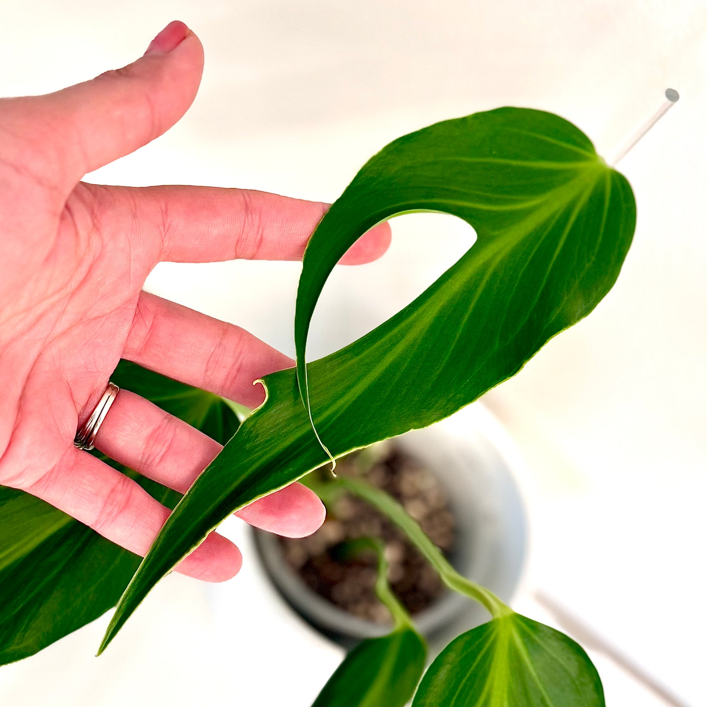 Monstera Burle Marx Flame ( Big plant, not TC)