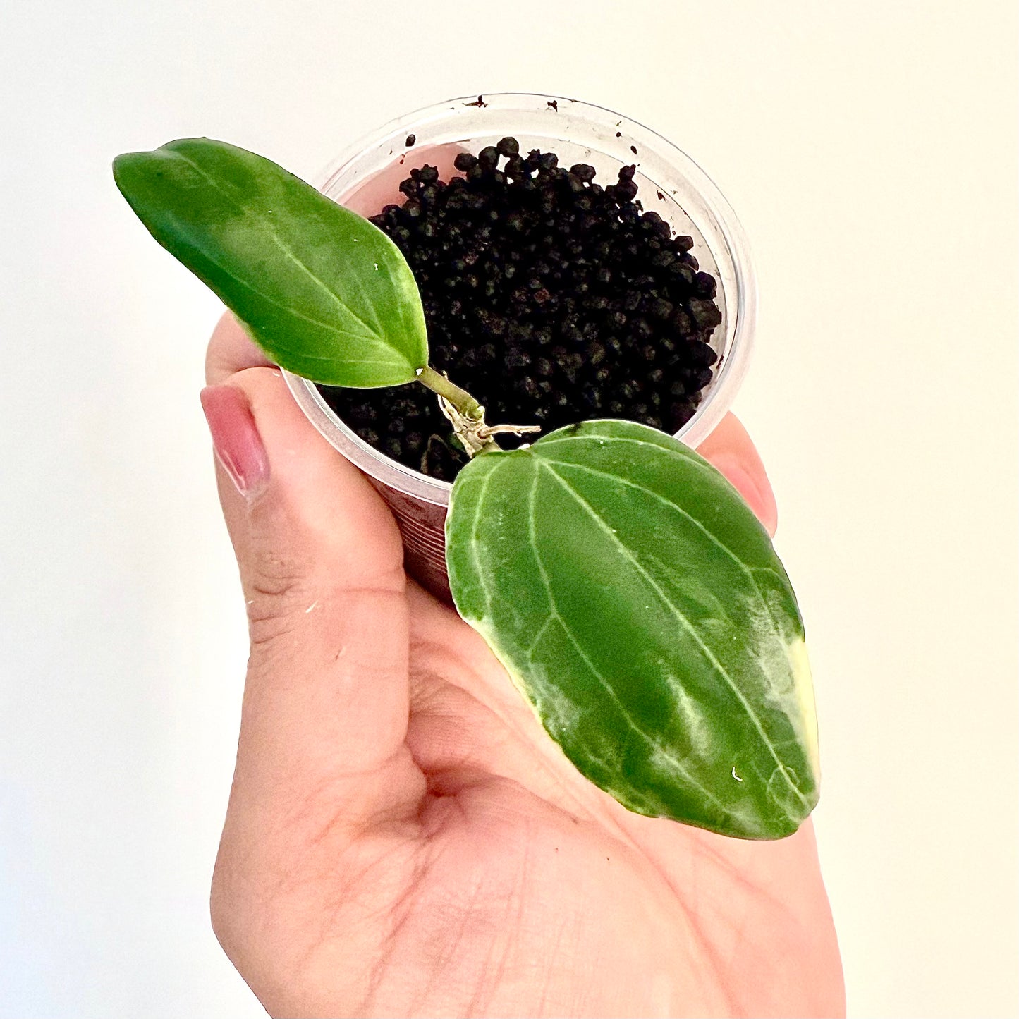 Hoya Little Plu