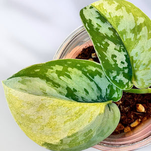 Epipremnum, scindapsus, pothos
