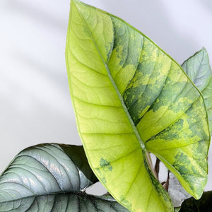 Alocasia