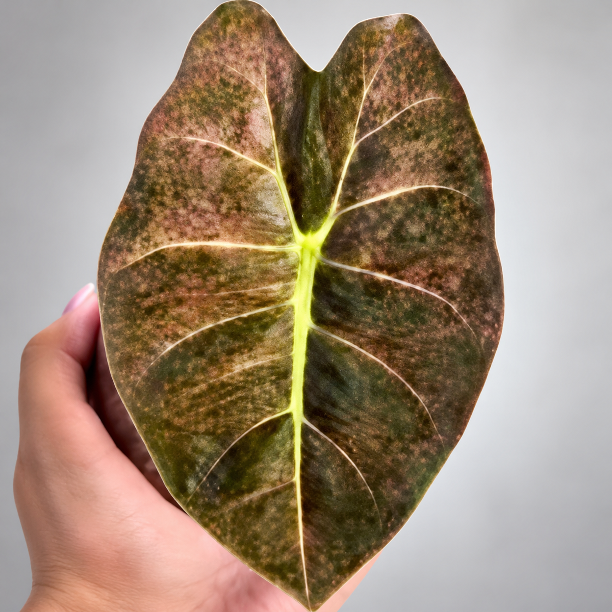 Alocasia Golden bone Pink Splash corm (1 corm)