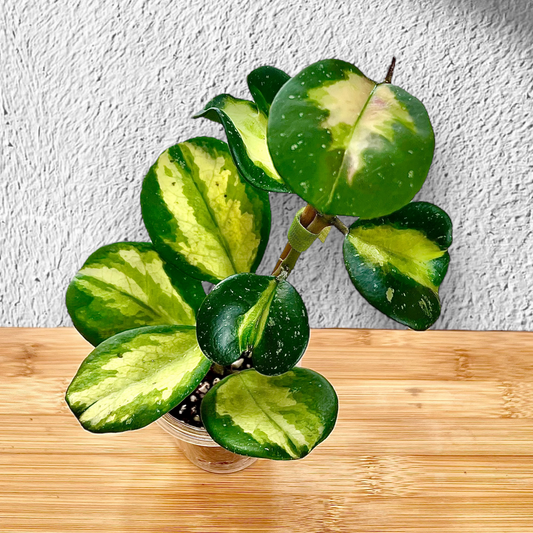 Hoya Obovata Variegated