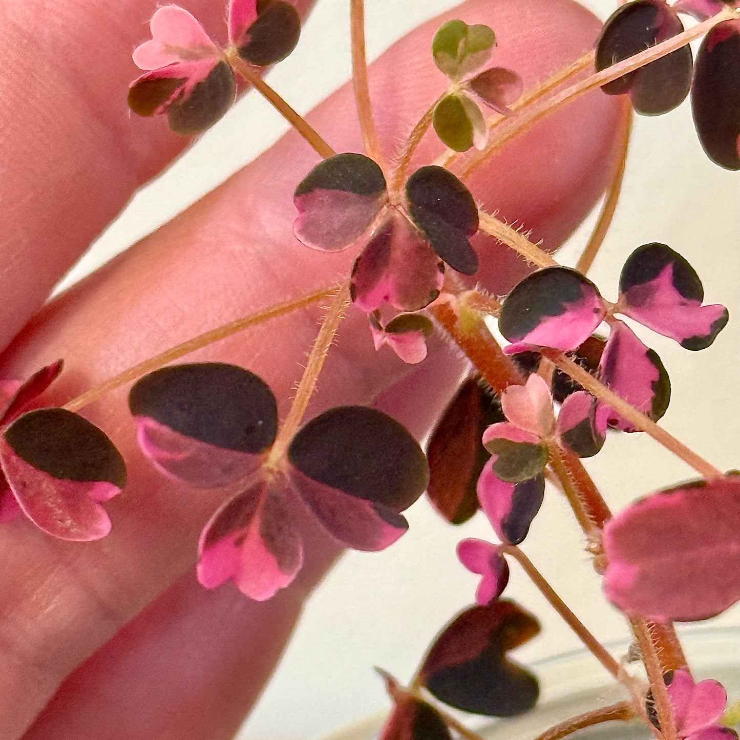 Oxalis spiralis vulcanicola 'Plum Crazy'